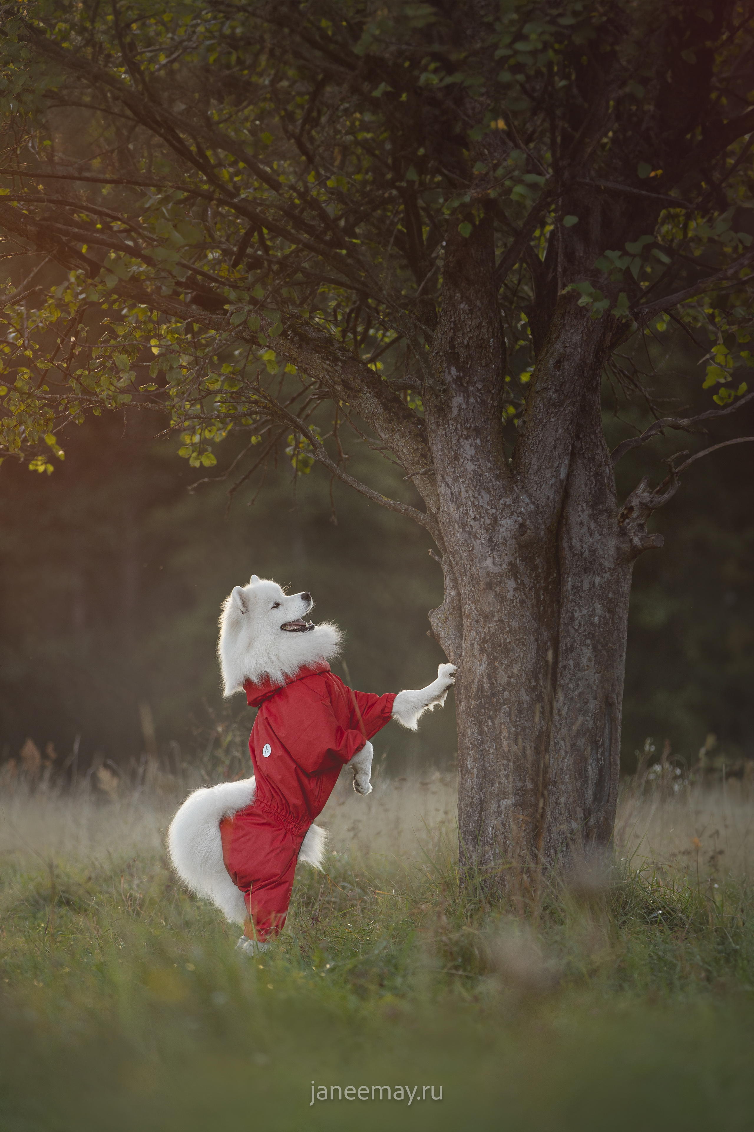 Фото собак, животных осенью. Фотограф анималист в Москве Майорова Евгения