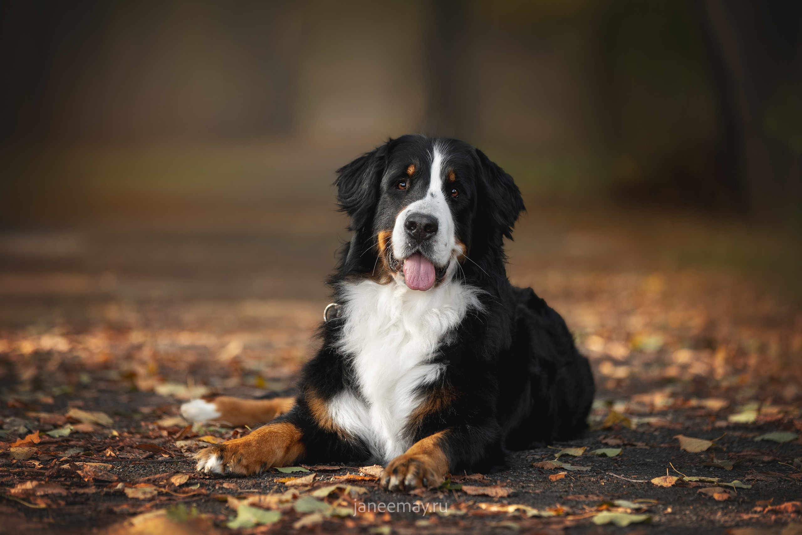 Ирина, Сергей и Твикси. Фотограф анималист в Москве Майорова Евгения