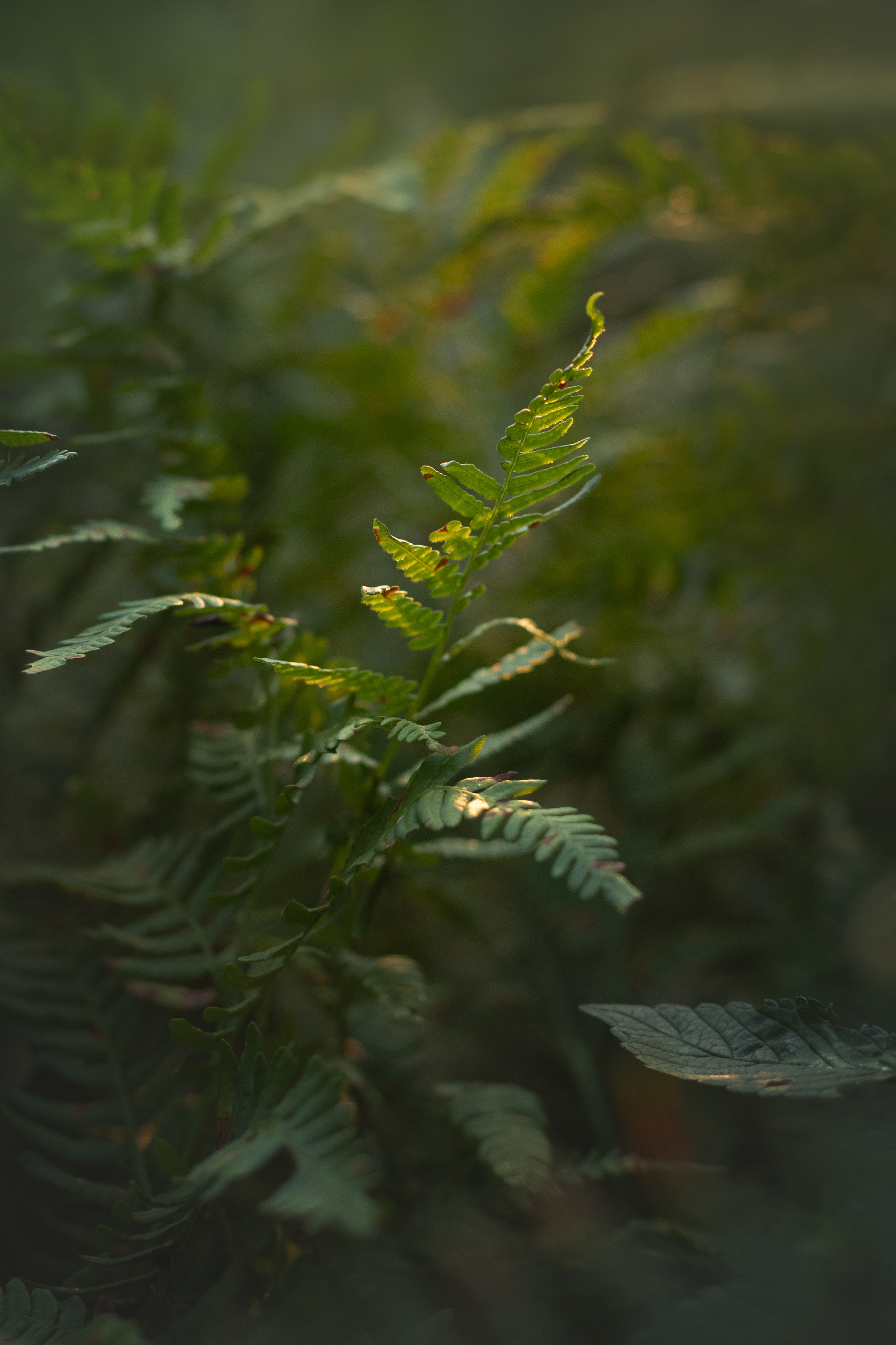 Валерия и Финик. Фотограф анималист в Москве Майорова Евгения