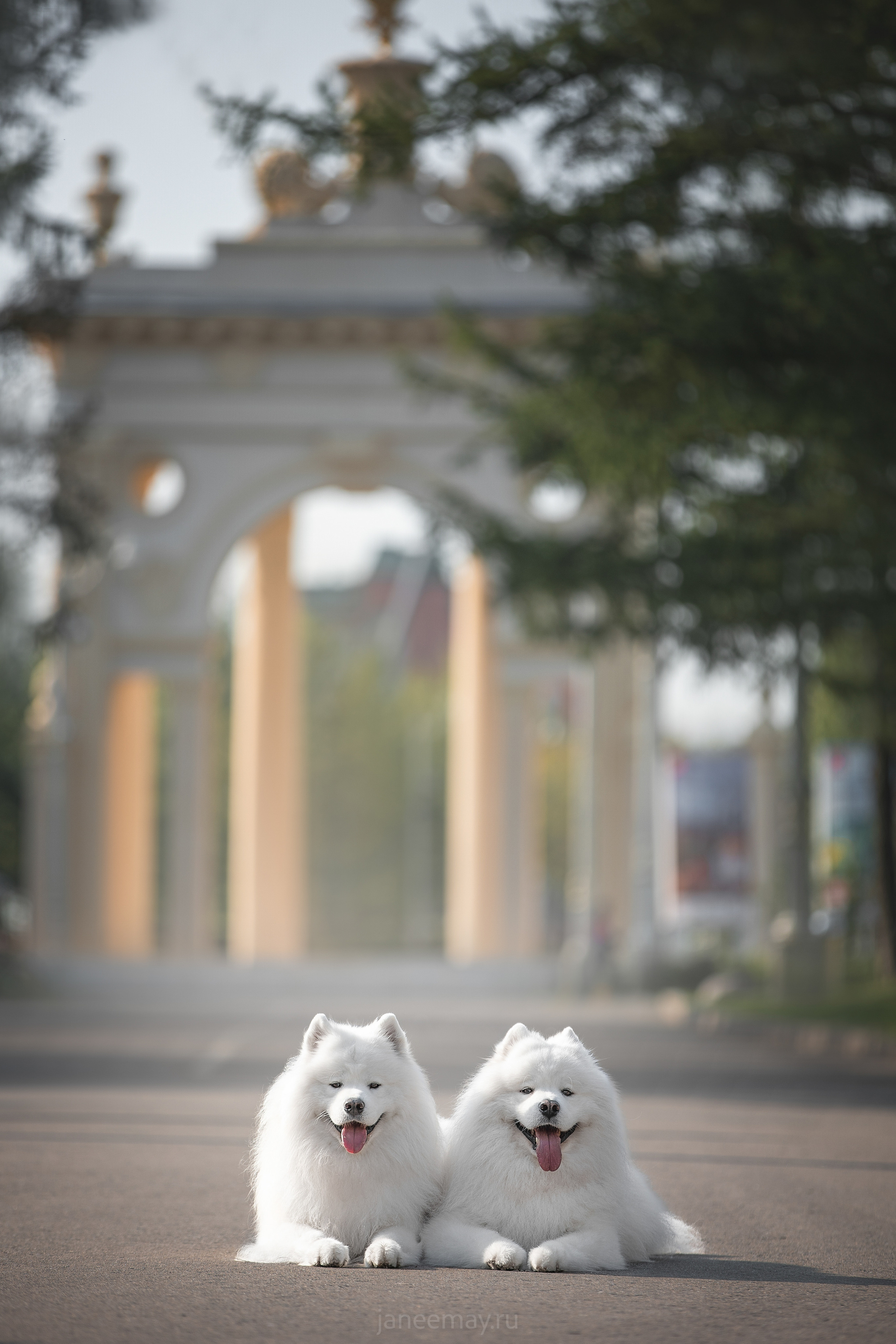 Дана, Никос, Теди и Люкс. Фотограф анималист в Москве Майорова Евгения