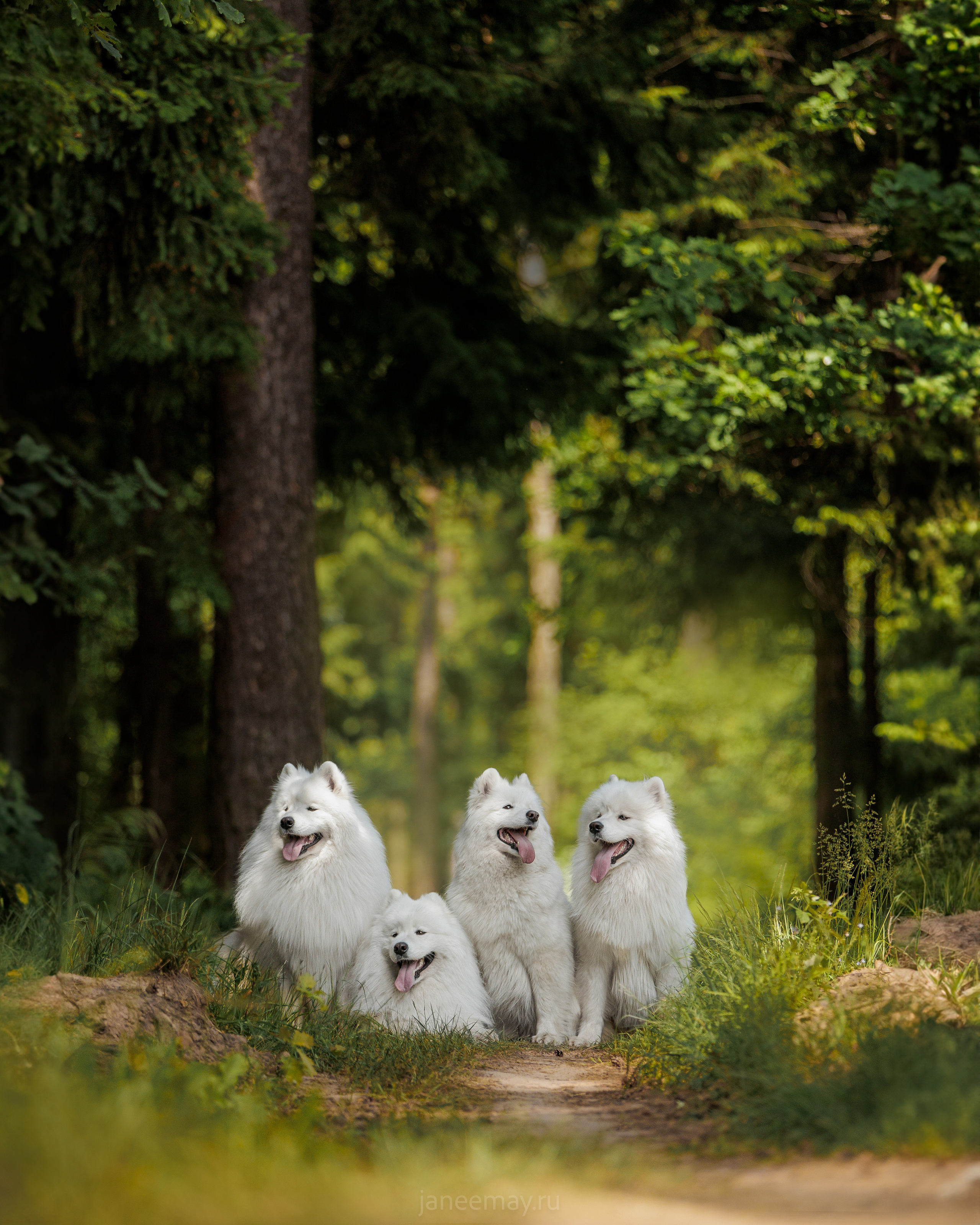 Фото собак, животных летом. Фотограф анималист в Москве Майорова Евгения