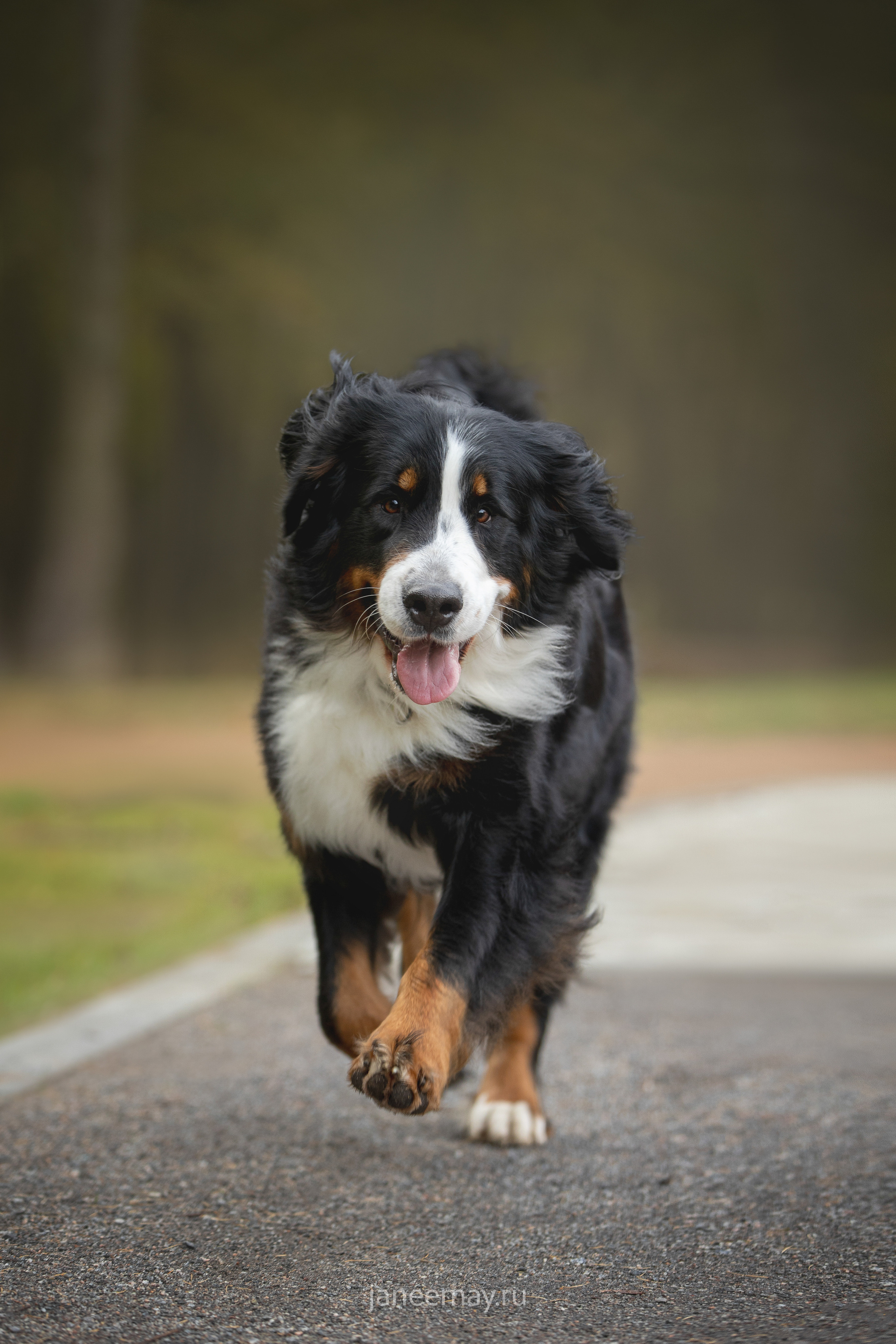Ирина, Сергей и Твикси. Фотограф анималист в Москве Майорова Евгения