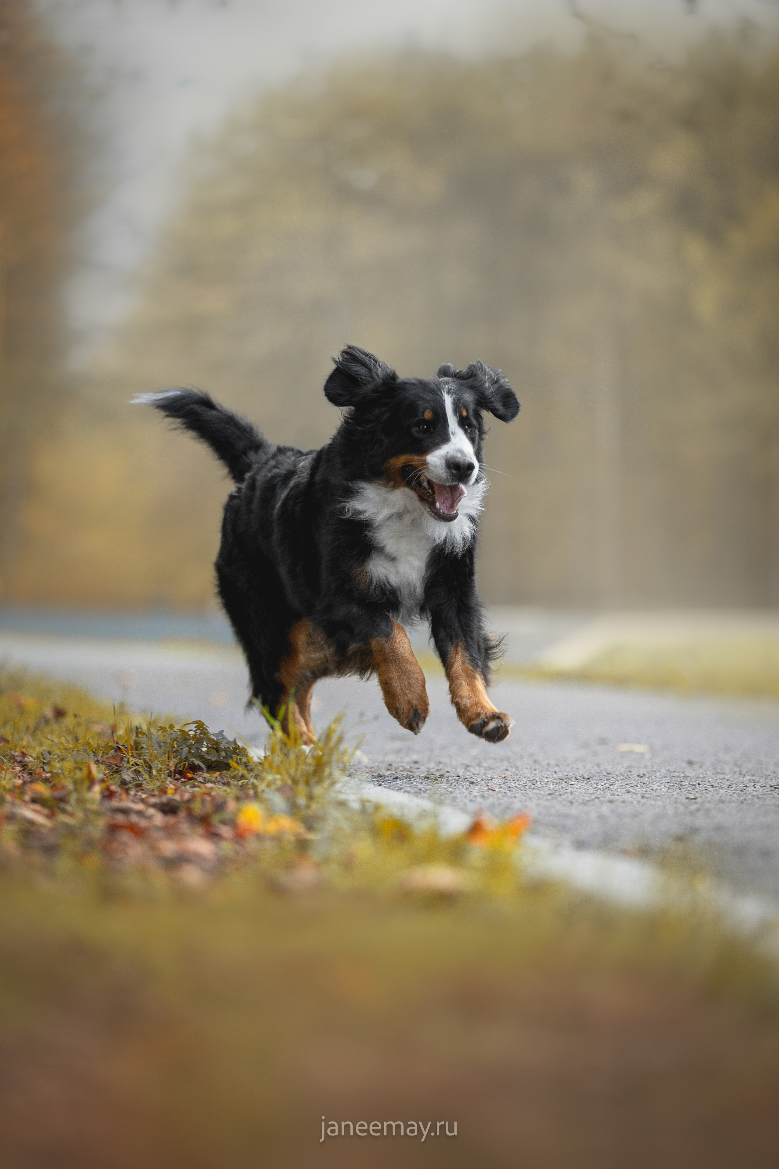 Ирина, Сергей и Твикси. Фотограф анималист в Москве Майорова Евгения