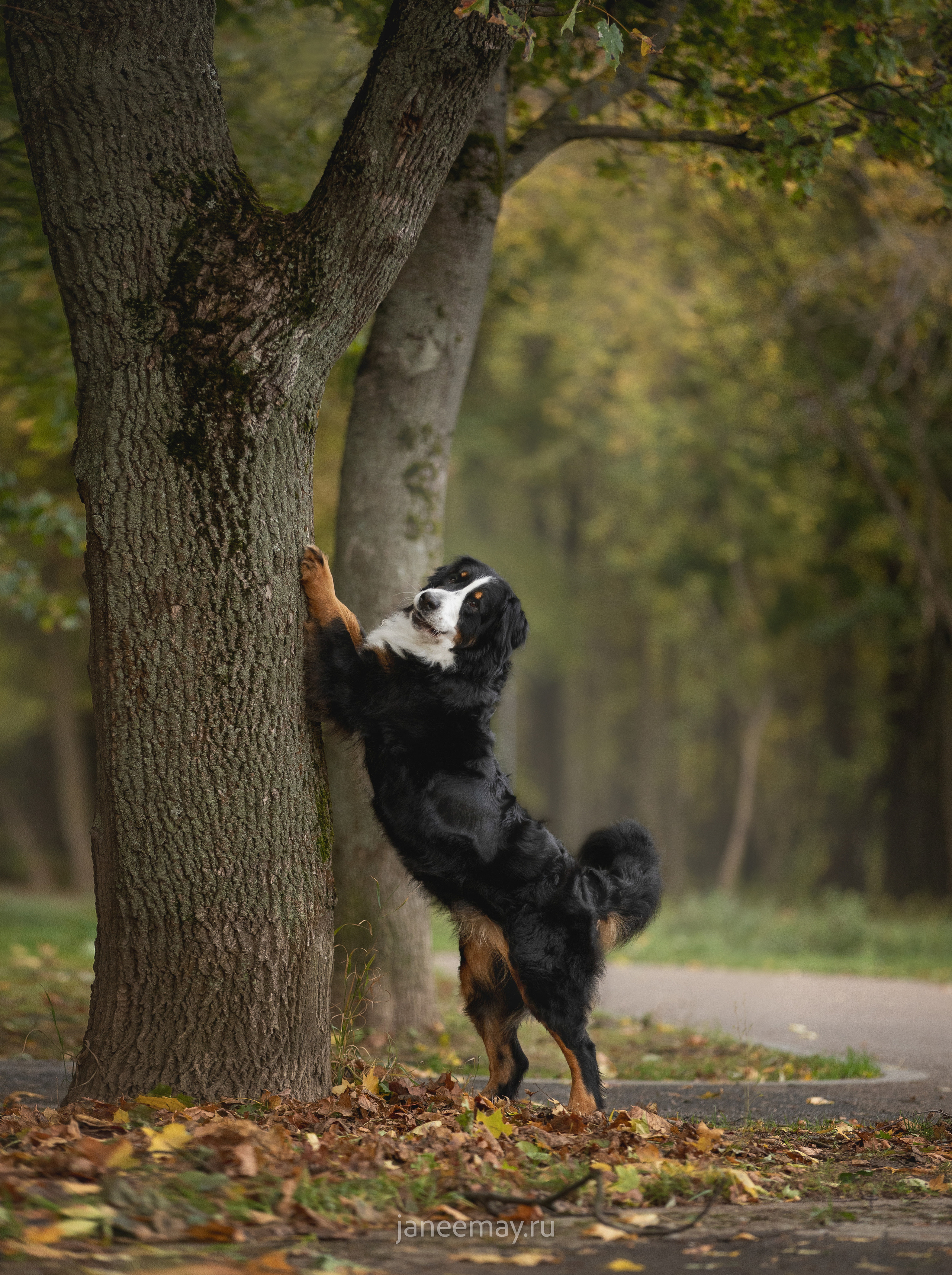 Ирина, Сергей и Твикси. Фотограф анималист в Москве Майорова Евгения