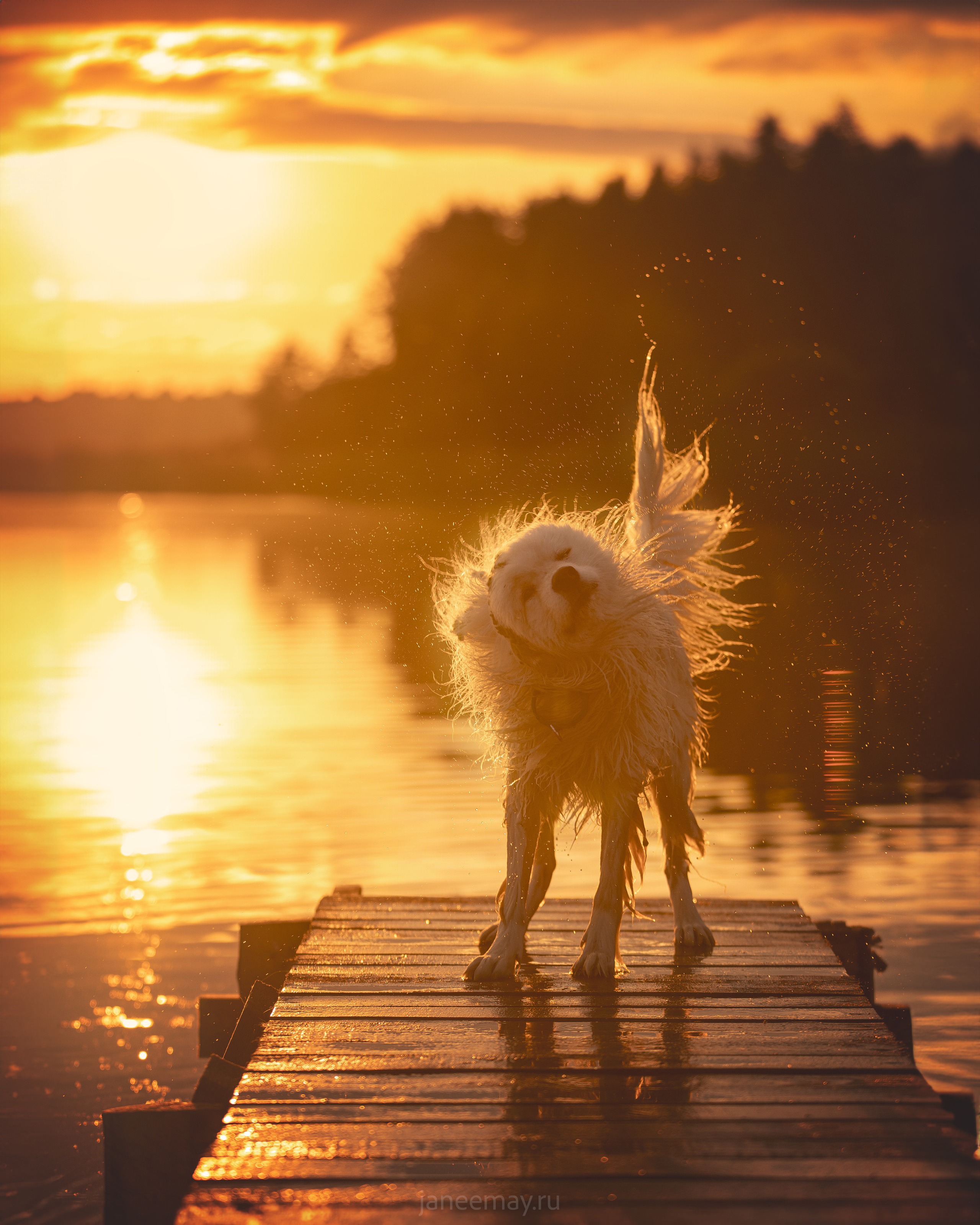 Фото собак, животных летом. Фотограф анималист в Москве Майорова Евгения