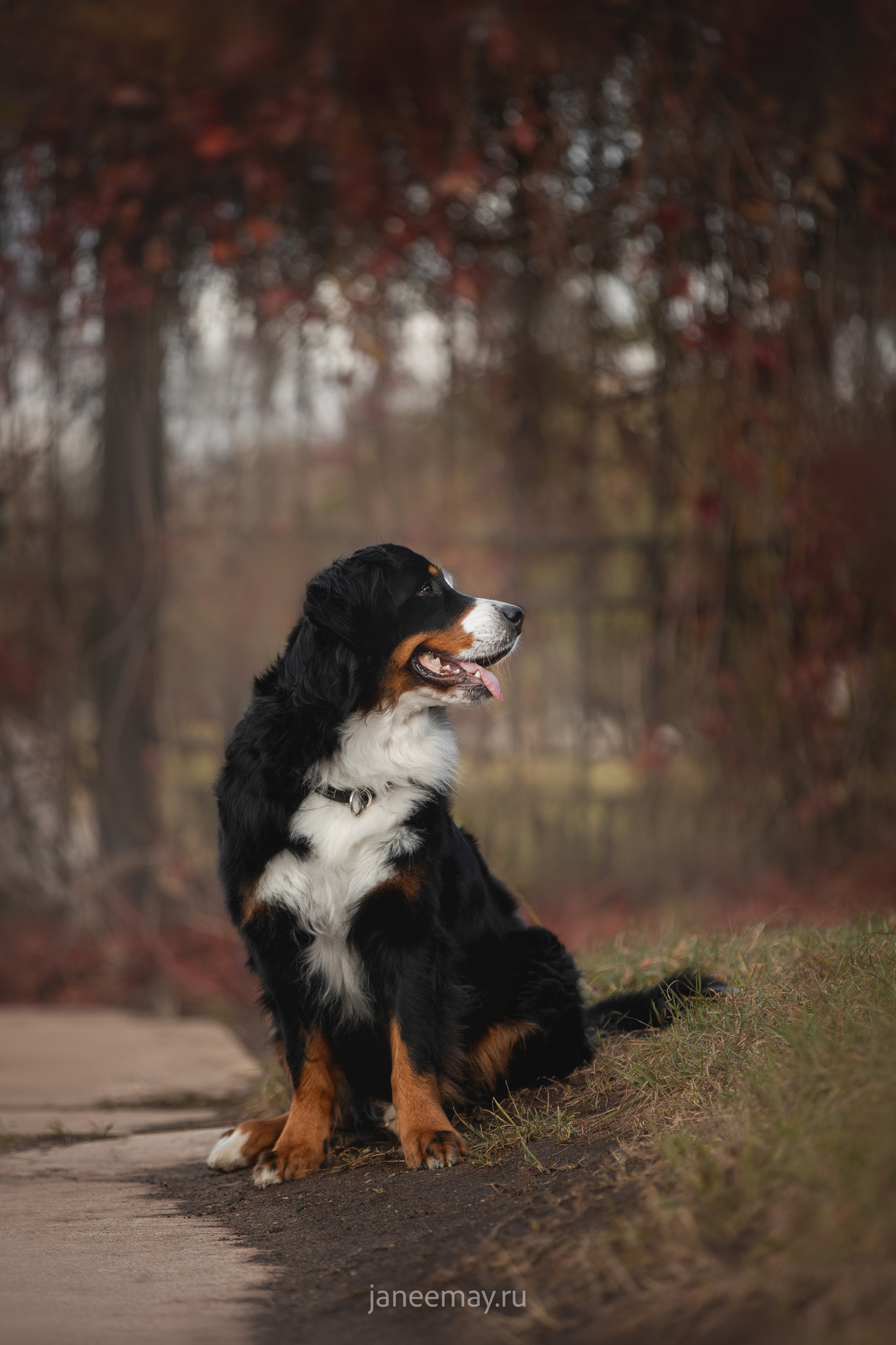 Ирина, Сергей и Твикси. Фотограф анималист в Москве Майорова Евгения