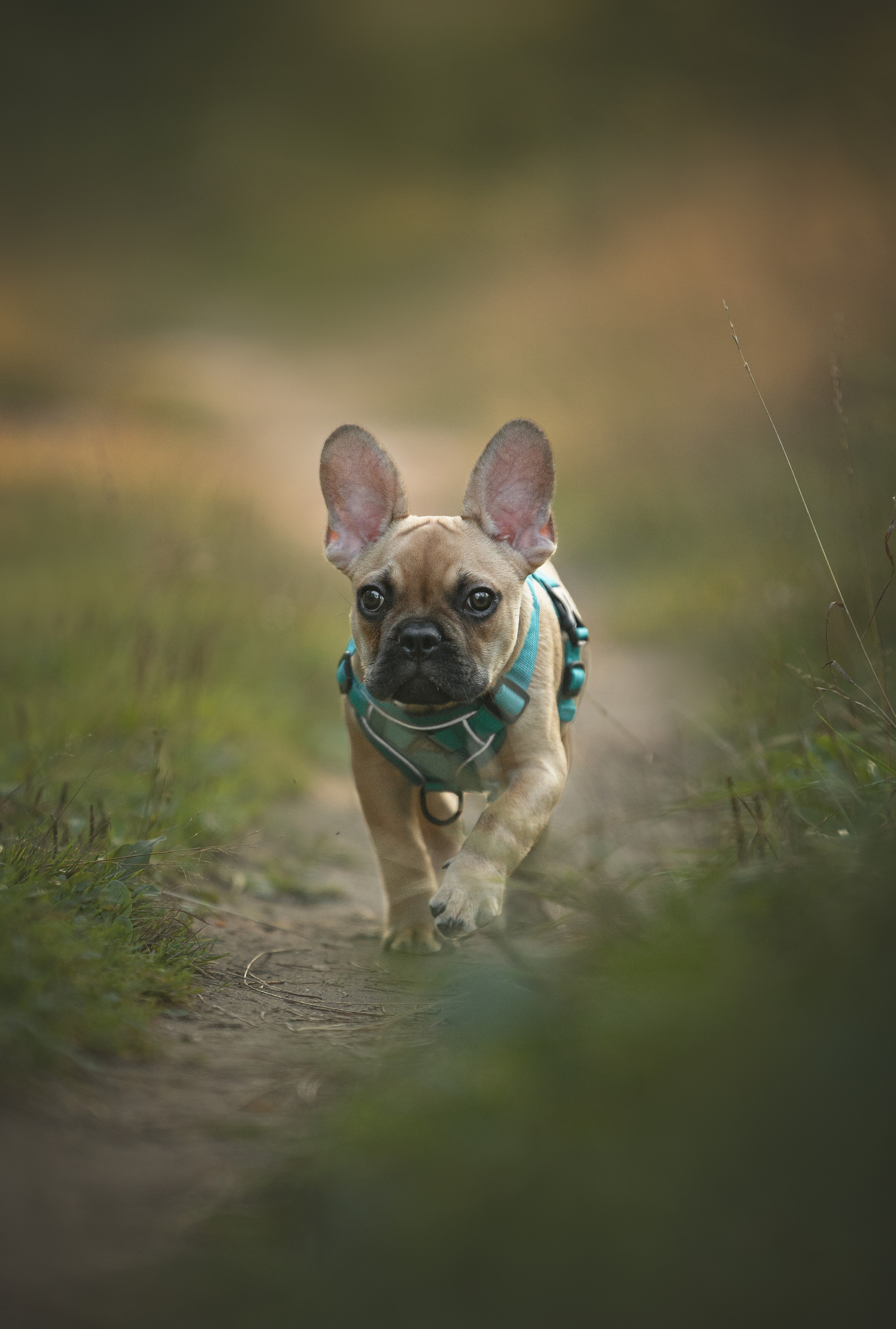 Валерия и Финик. Фотограф анималист в Москве Майорова Евгения