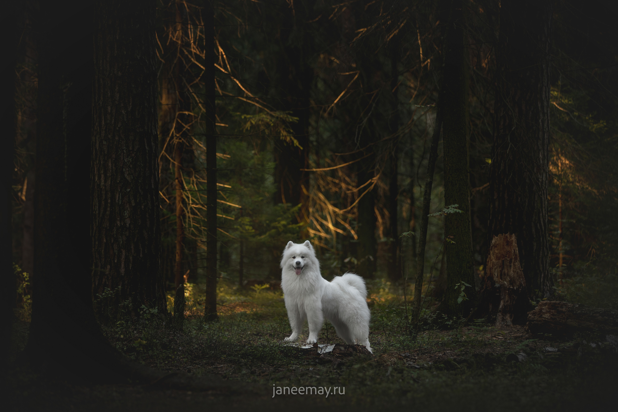 Фото собак, животных осенью. Фотограф анималист в Москве Майорова Евгения