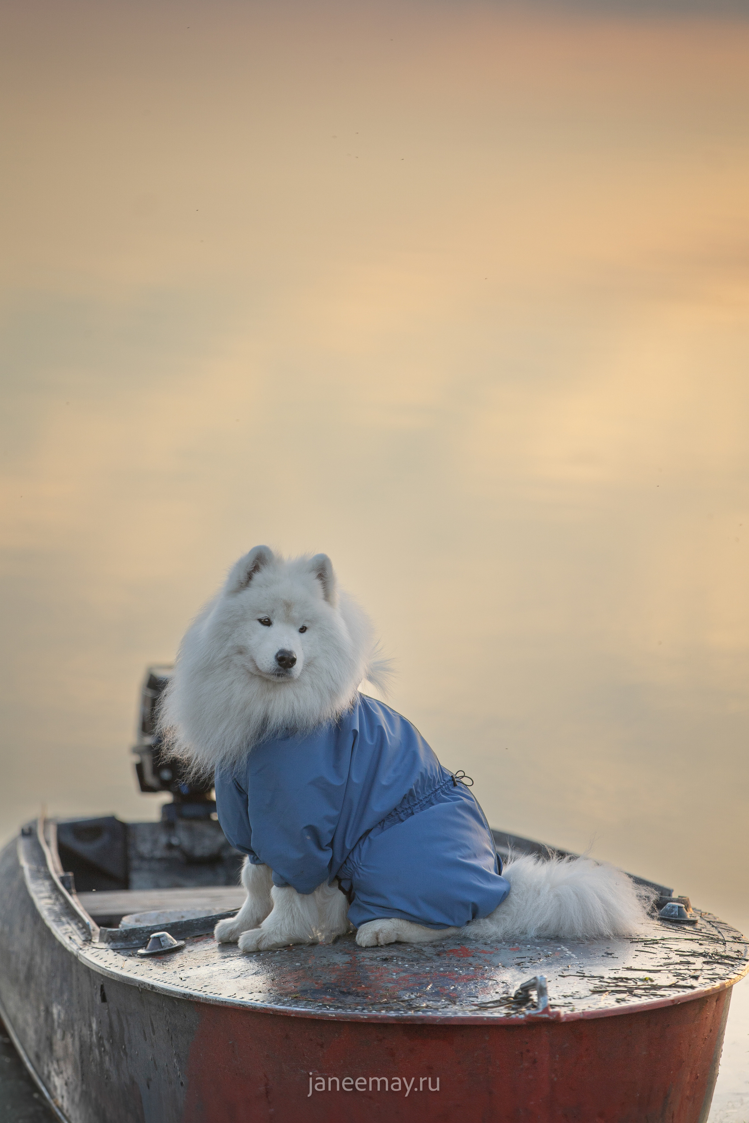 Фото собак, животных осенью. Фотограф анималист в Москве Майорова Евгения