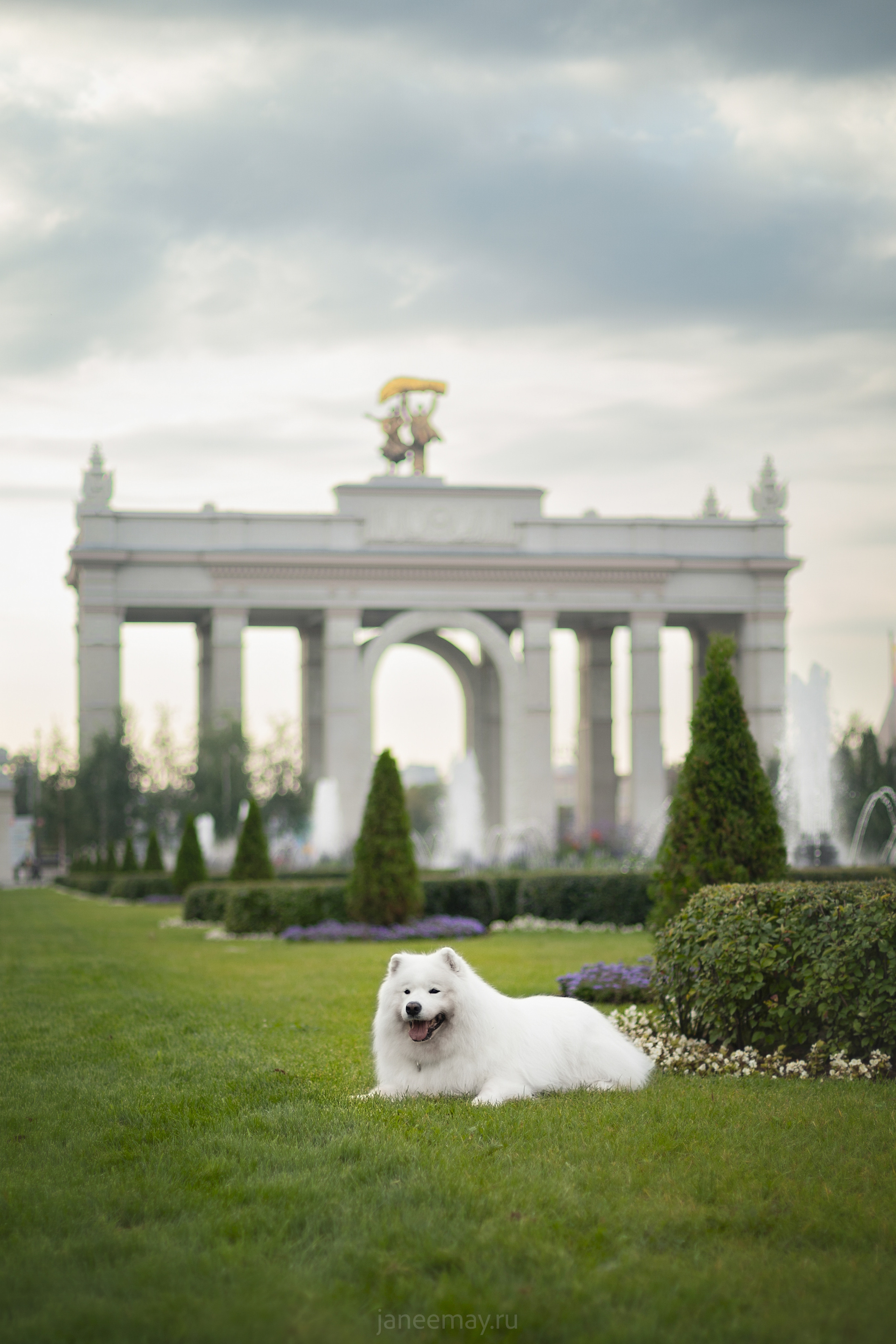Дана, Никос, Теди и Люкс. Фотограф анималист в Москве Майорова Евгения