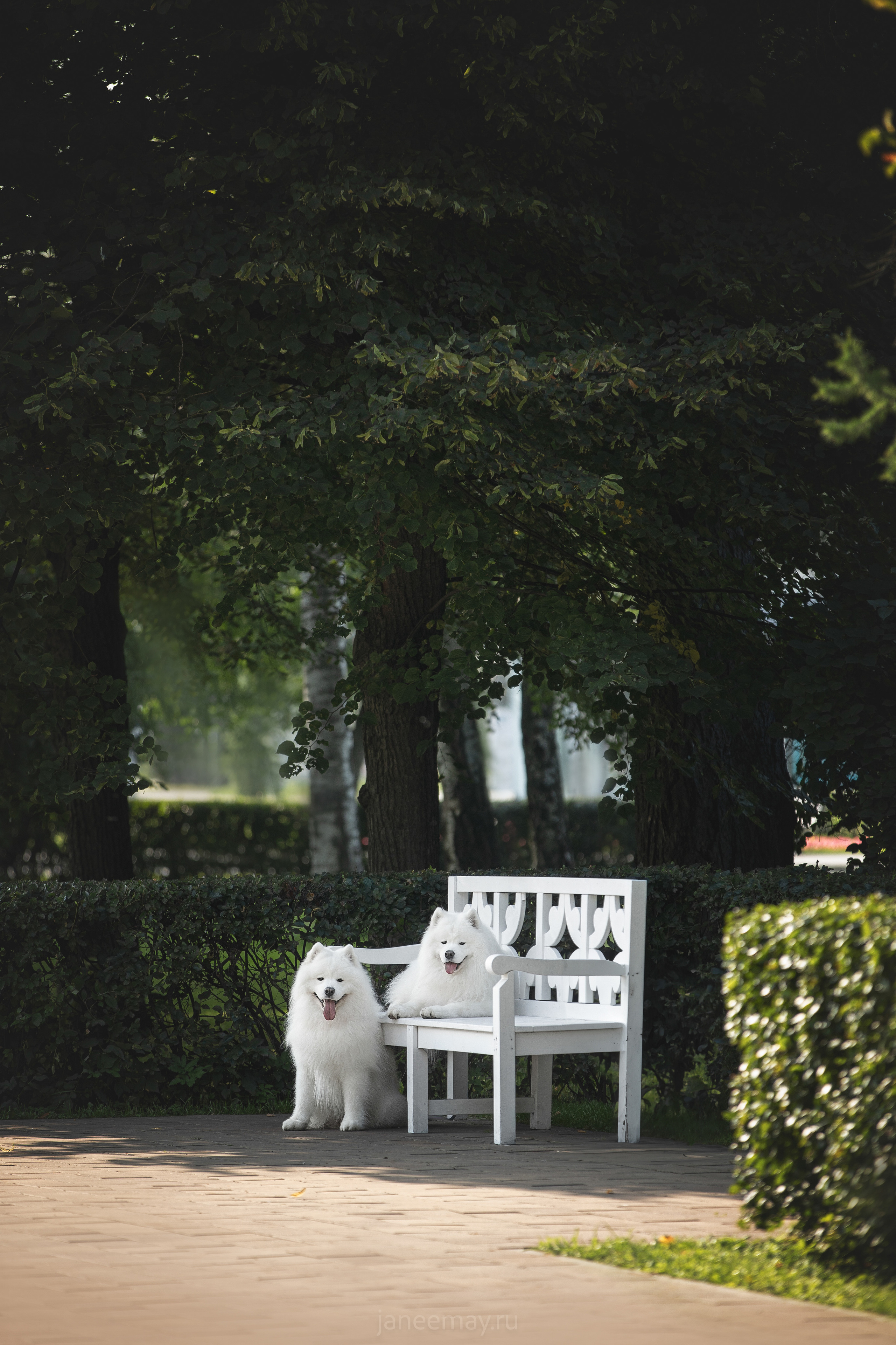 Дана, Никос, Теди и Люкс. Фотограф анималист в Москве Майорова Евгения