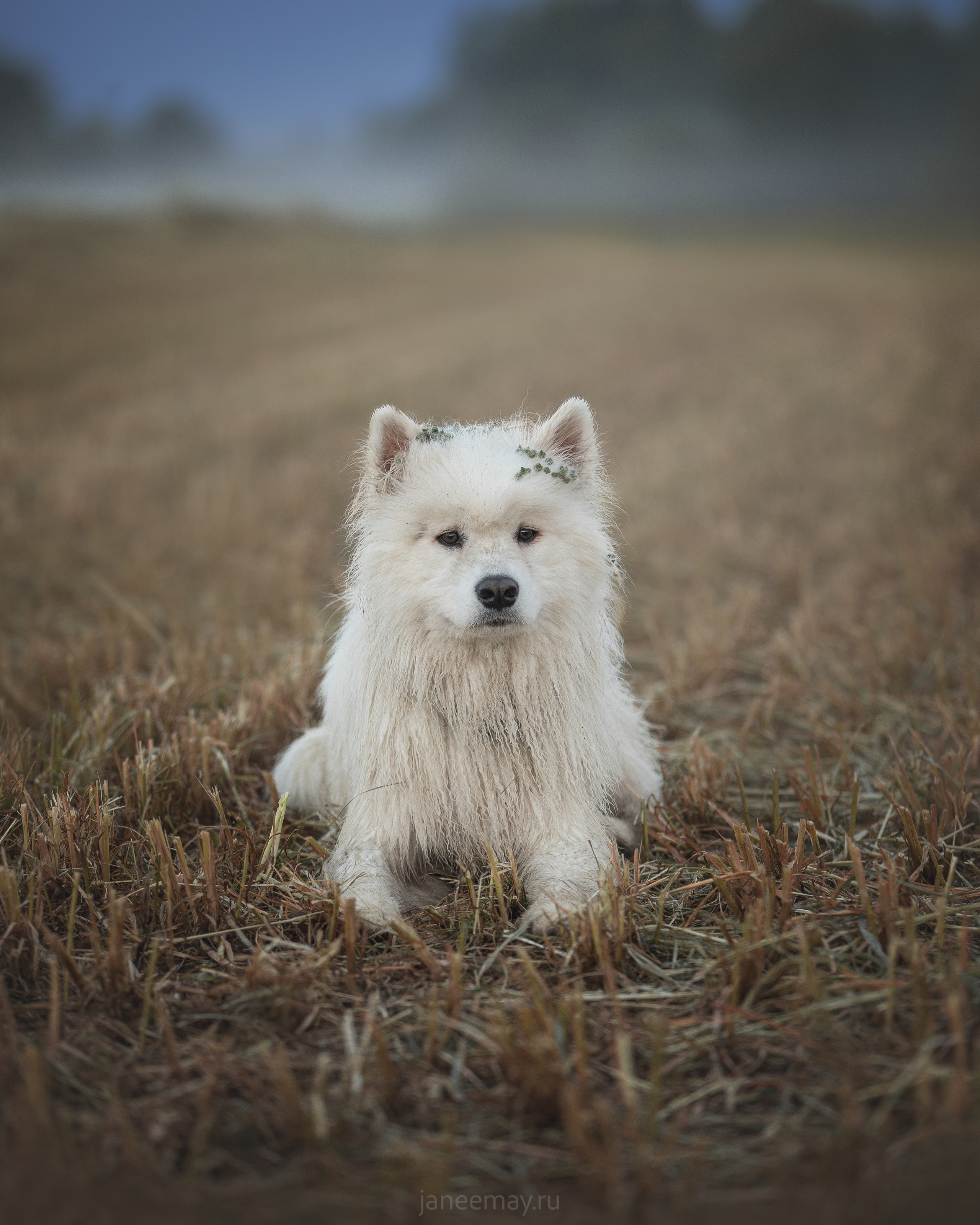 Фото собак, животных летом. Фотограф анималист в Москве Майорова Евгения