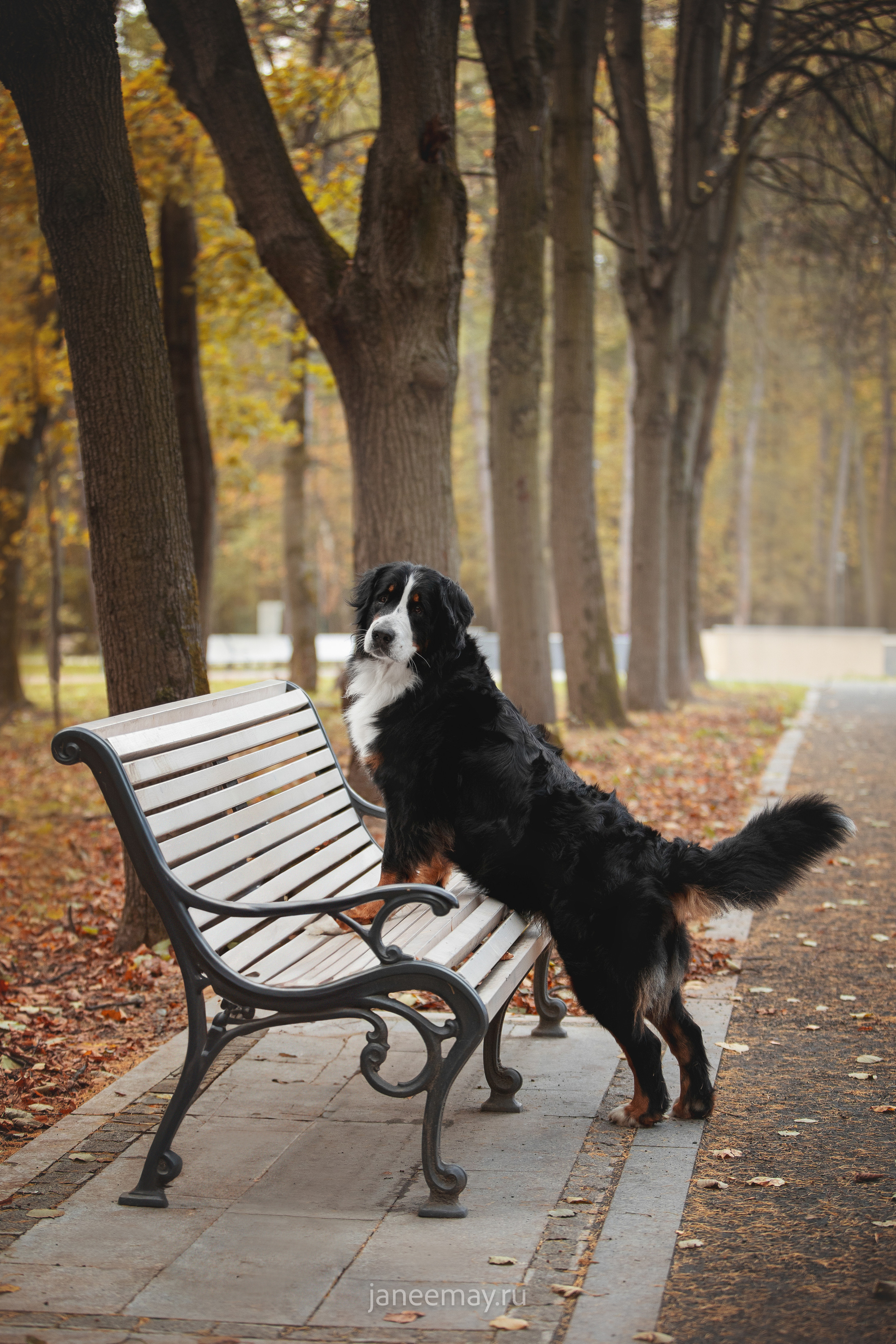Ирина, Сергей и Твикси. Фотограф анималист в Москве Майорова Евгения