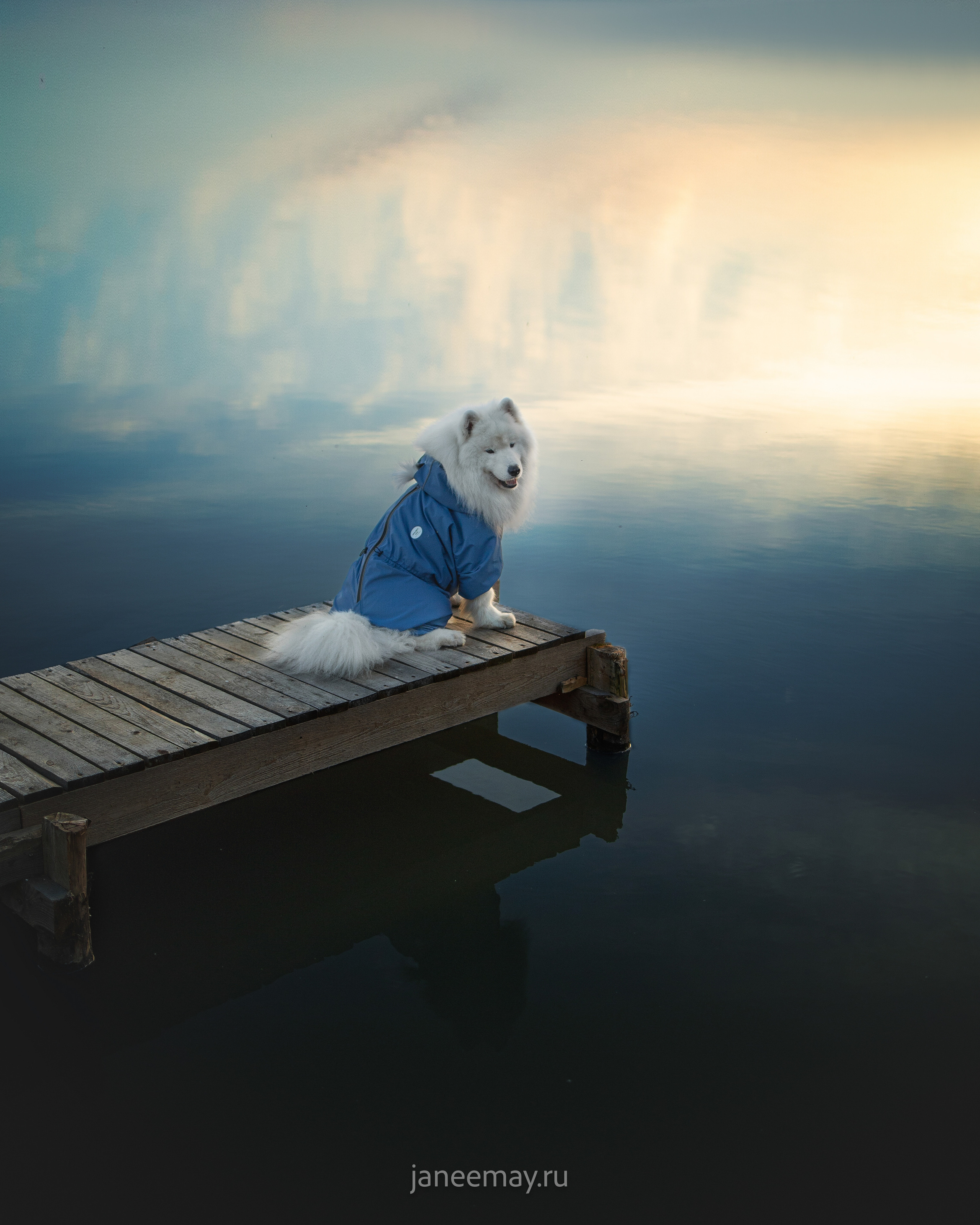 Фото собак, животных осенью. Фотограф анималист в Москве Майорова Евгения