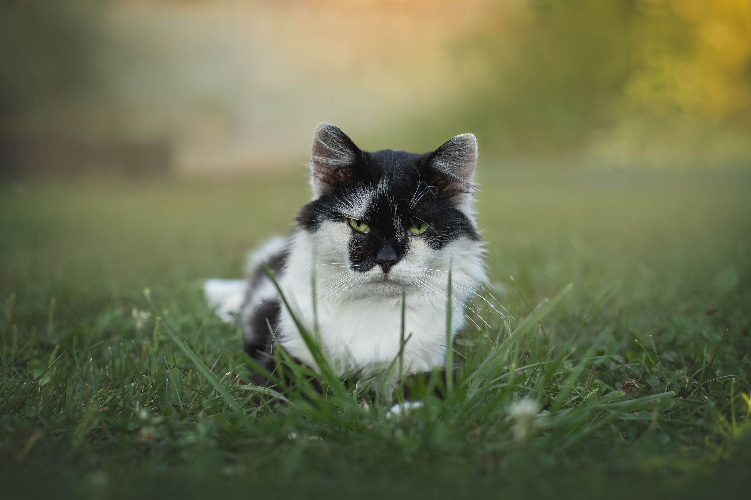 Валерия и Финик. Фотограф анималист в Москве Майорова Евгения
