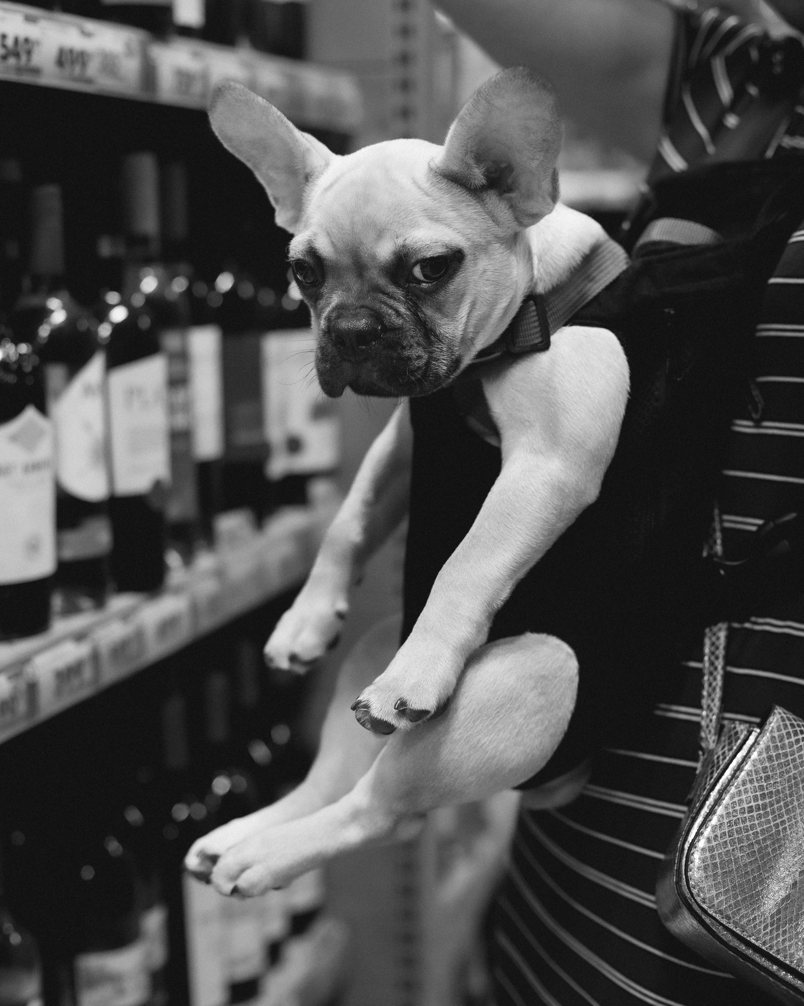 Валерия и Финик. Фотограф анималист в Москве Майорова Евгения