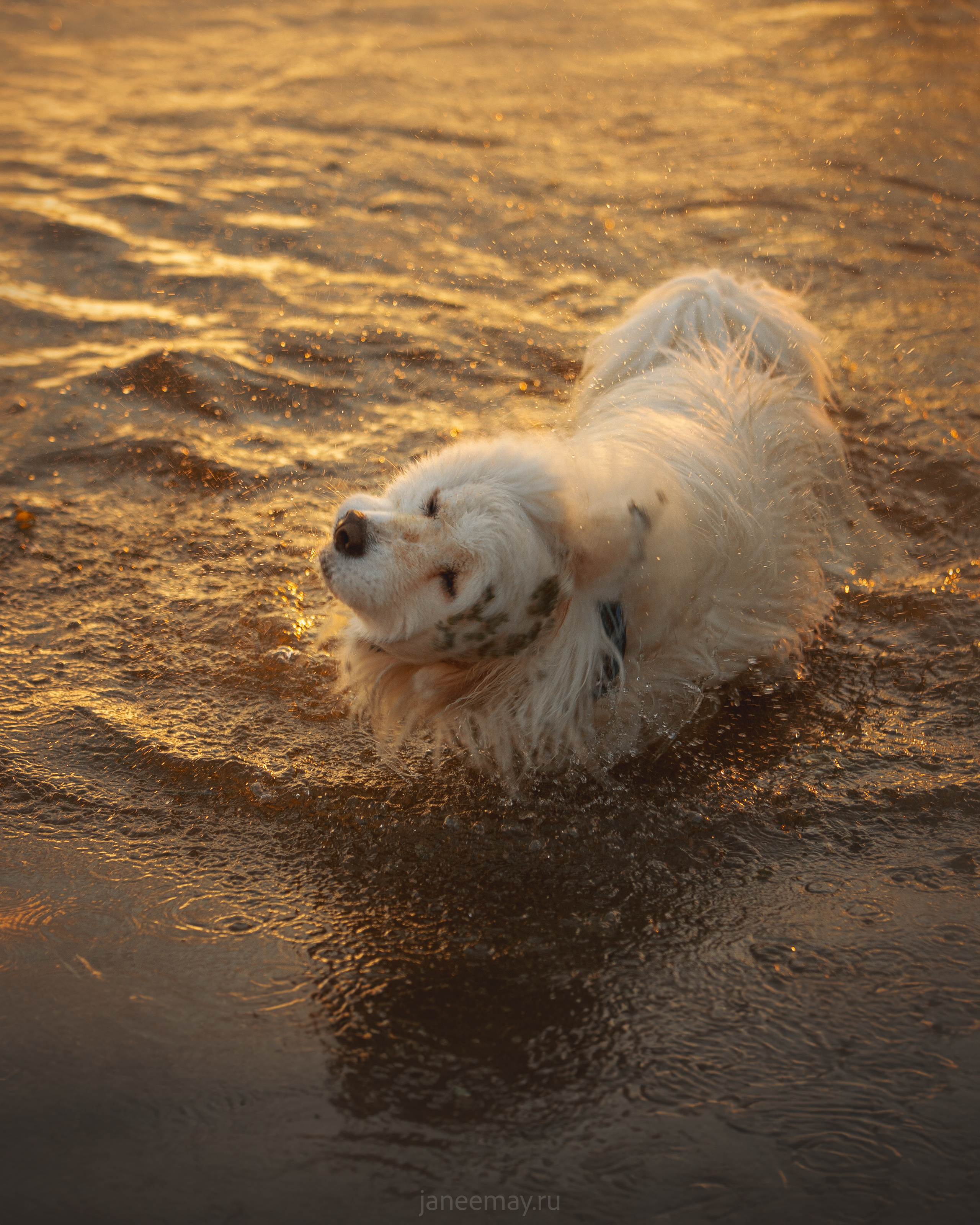 Фото собак, животных летом. Фотограф анималист в Москве Майорова Евгения