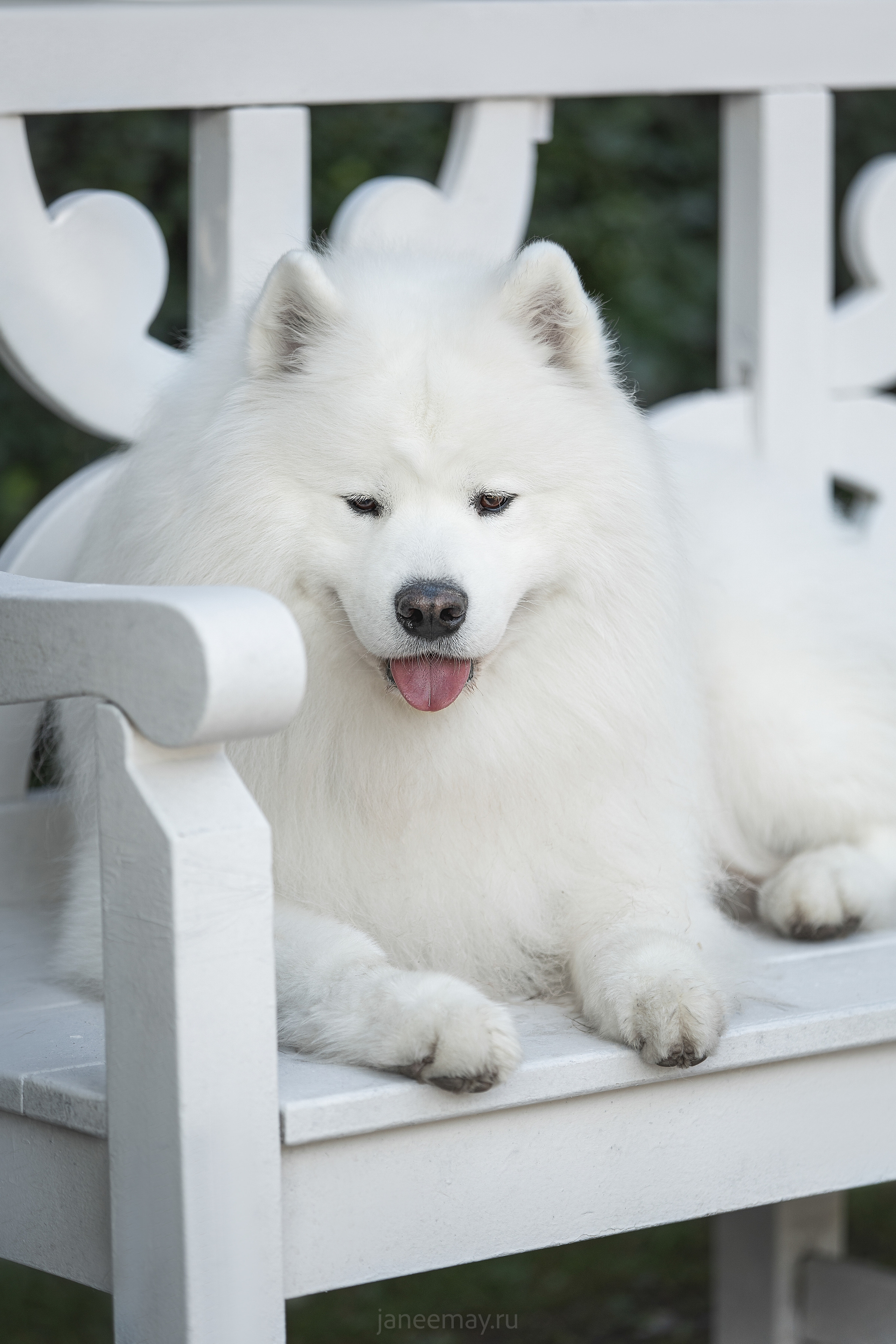 Дана, Никос, Теди и Люкс. Фотограф анималист в Москве Майорова Евгения