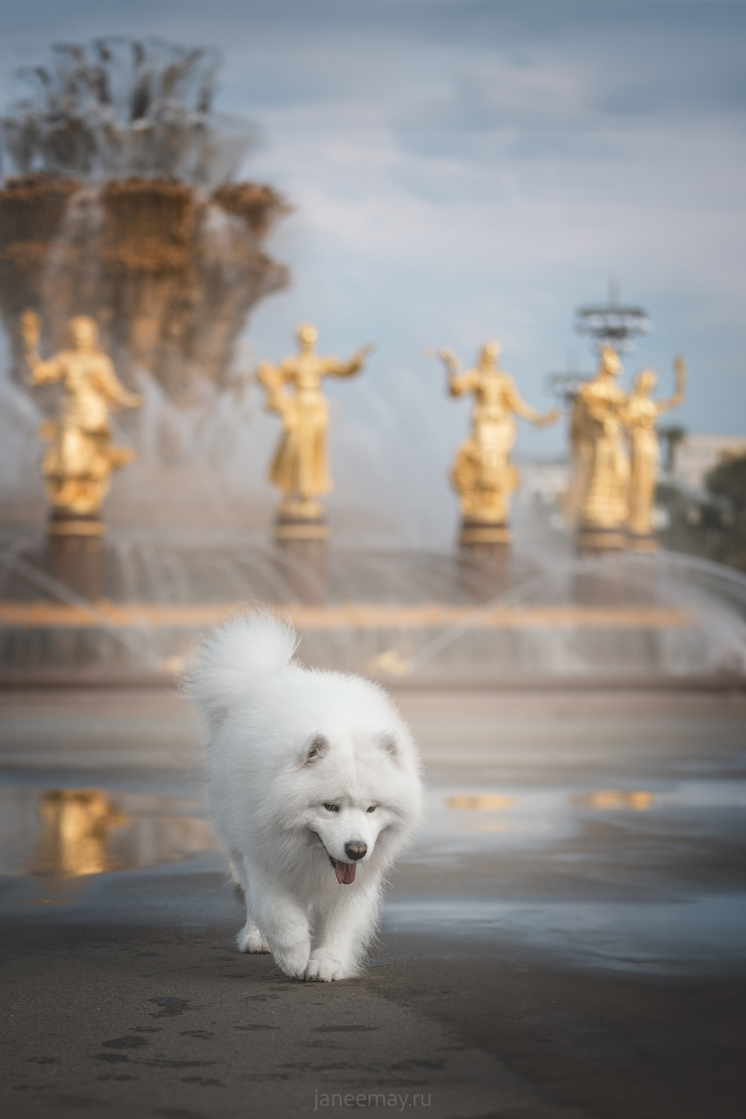 Дана, Никос, Теди и Люкс. Фотограф анималист в Москве Майорова Евгения