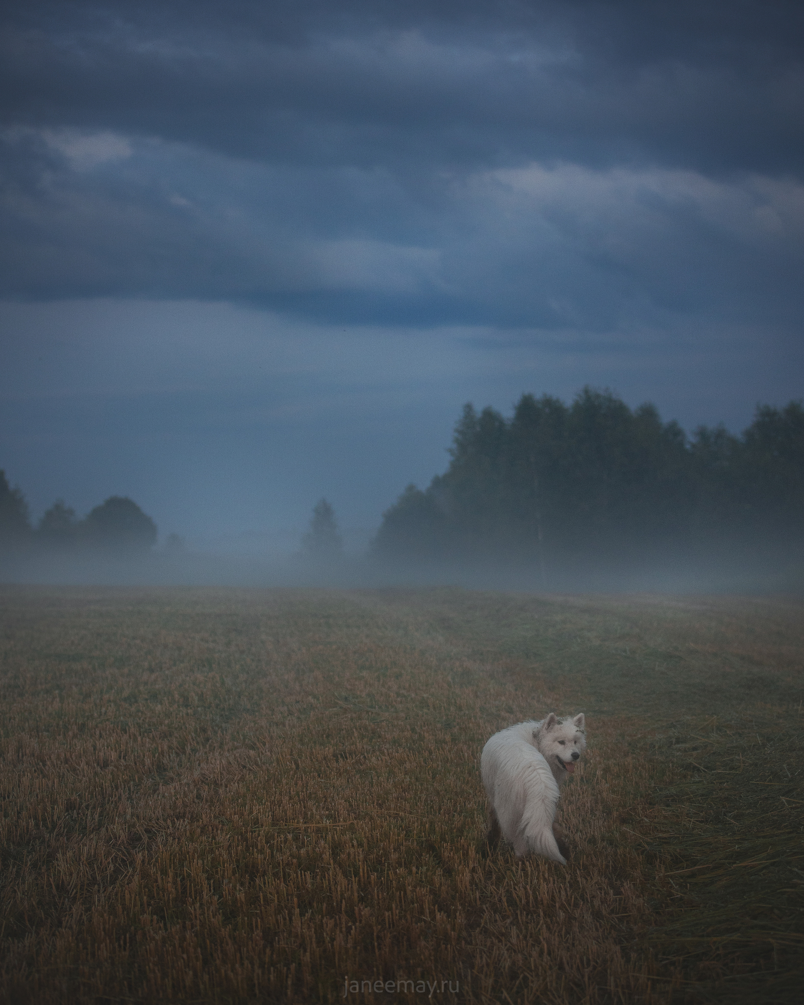 Фото собак, животных летом. Фотограф анималист в Москве Майорова Евгения