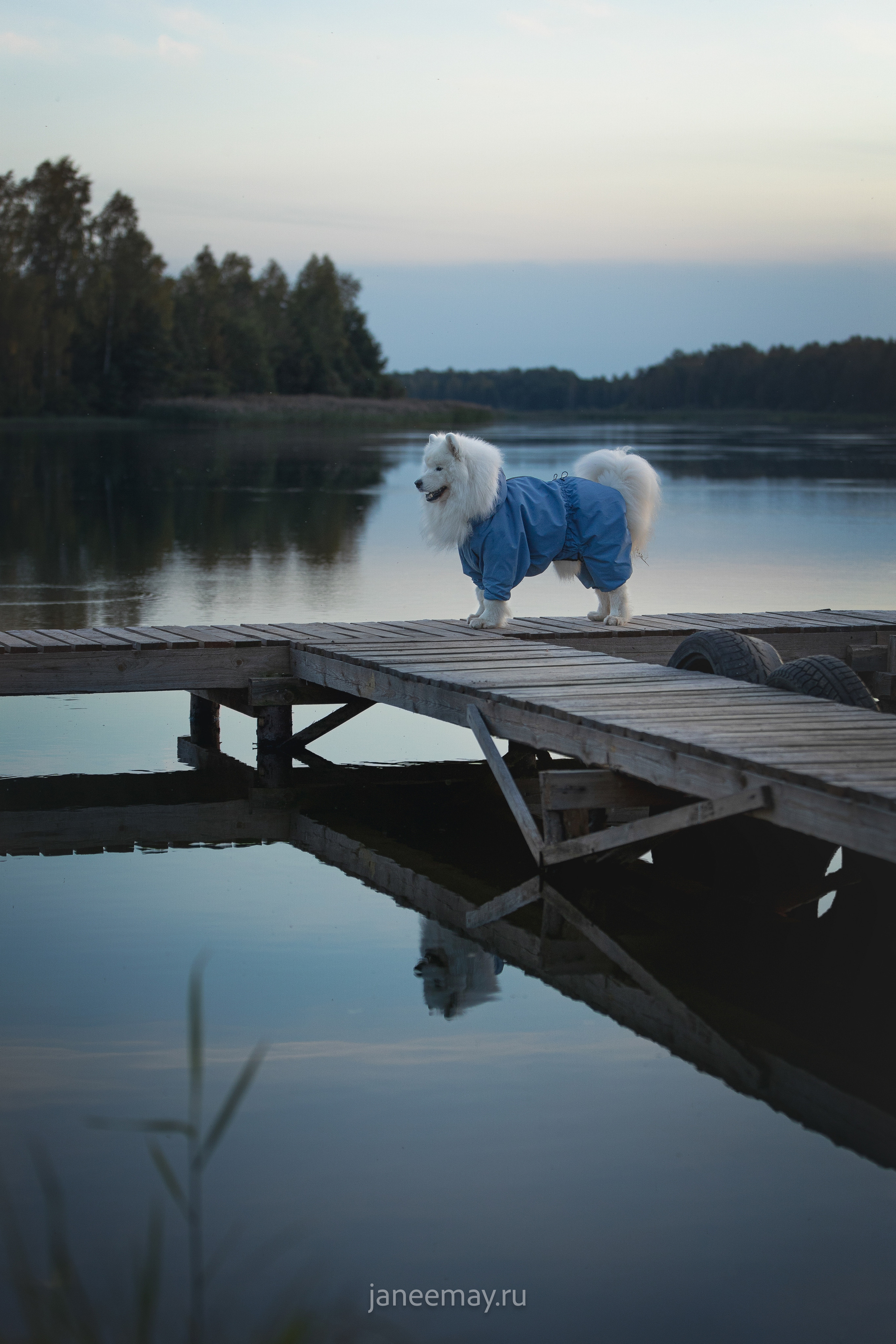 Фото собак, животных осенью. Фотограф анималист в Москве Майорова Евгения