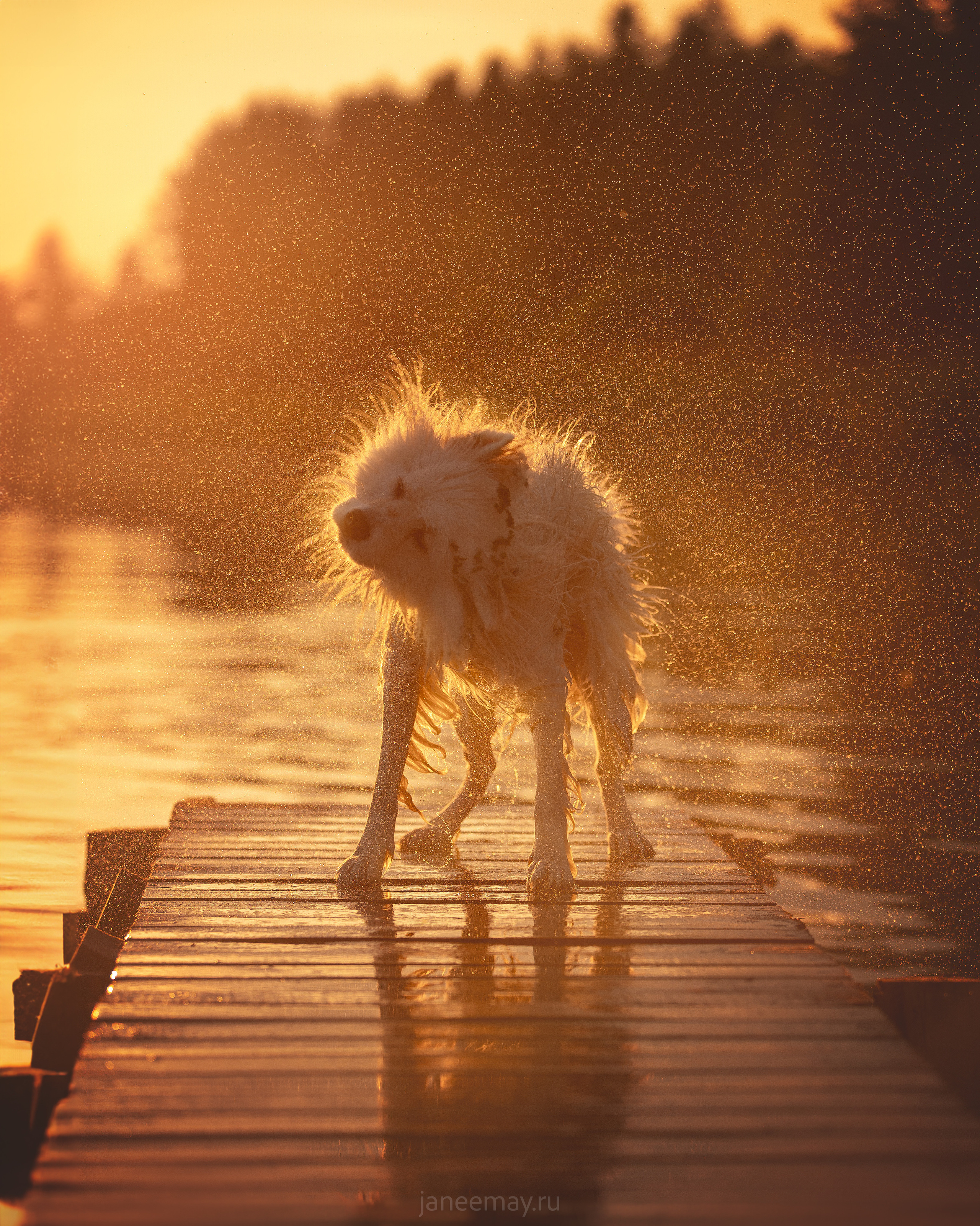Фото собак, животных летом. Фотограф анималист в Москве Майорова Евгения