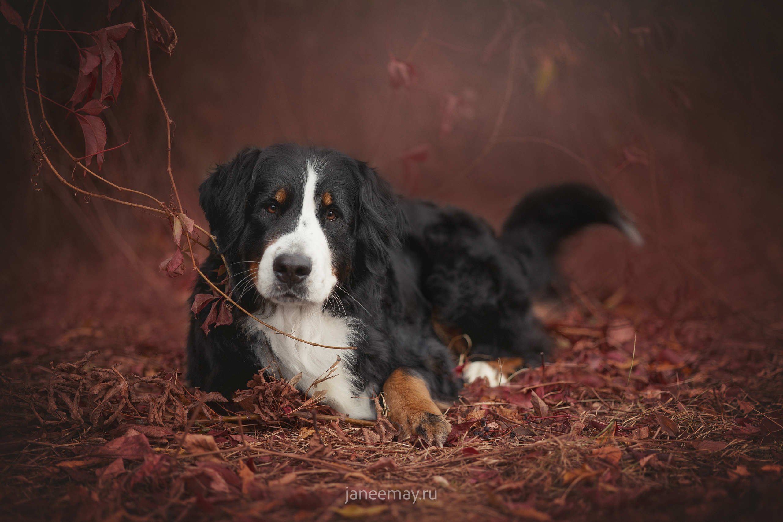 Ирина, Сергей и Твикси. Фотограф анималист в Москве Майорова Евгения