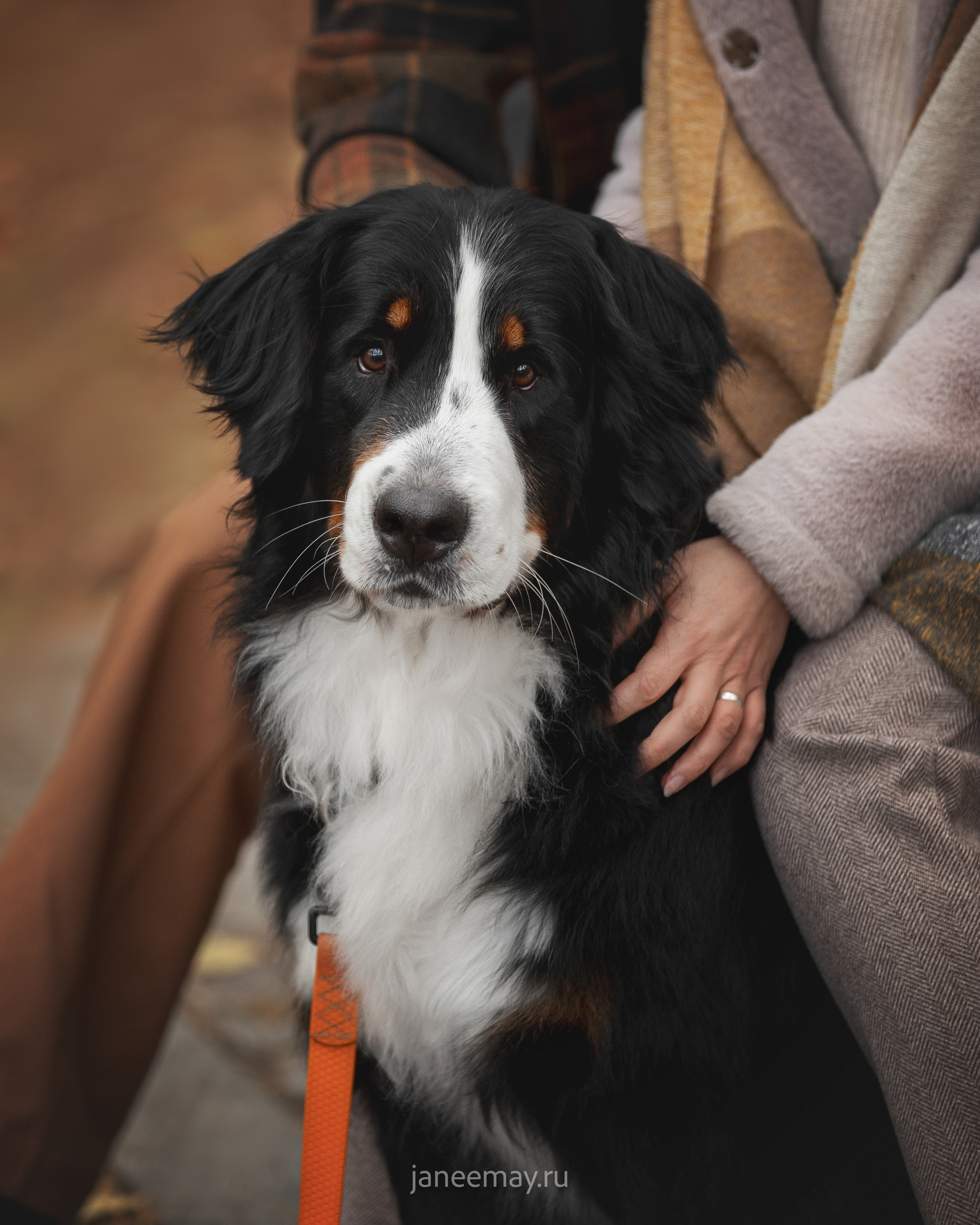 Ирина, Сергей и Твикси. Фотограф анималист в Москве Майорова Евгения