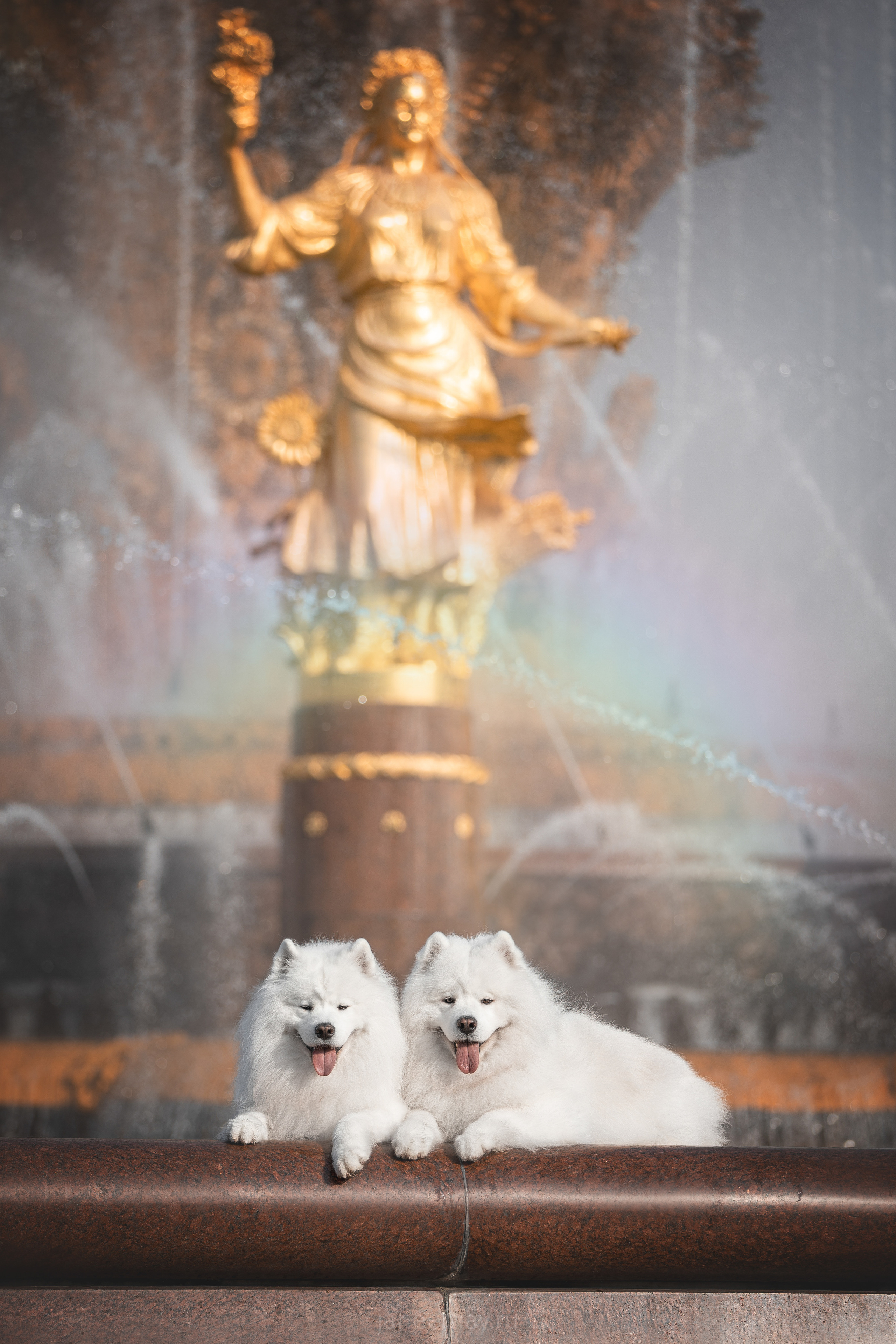 Дана, Никос, Теди и Люкс. Фотограф анималист в Москве Майорова Евгения