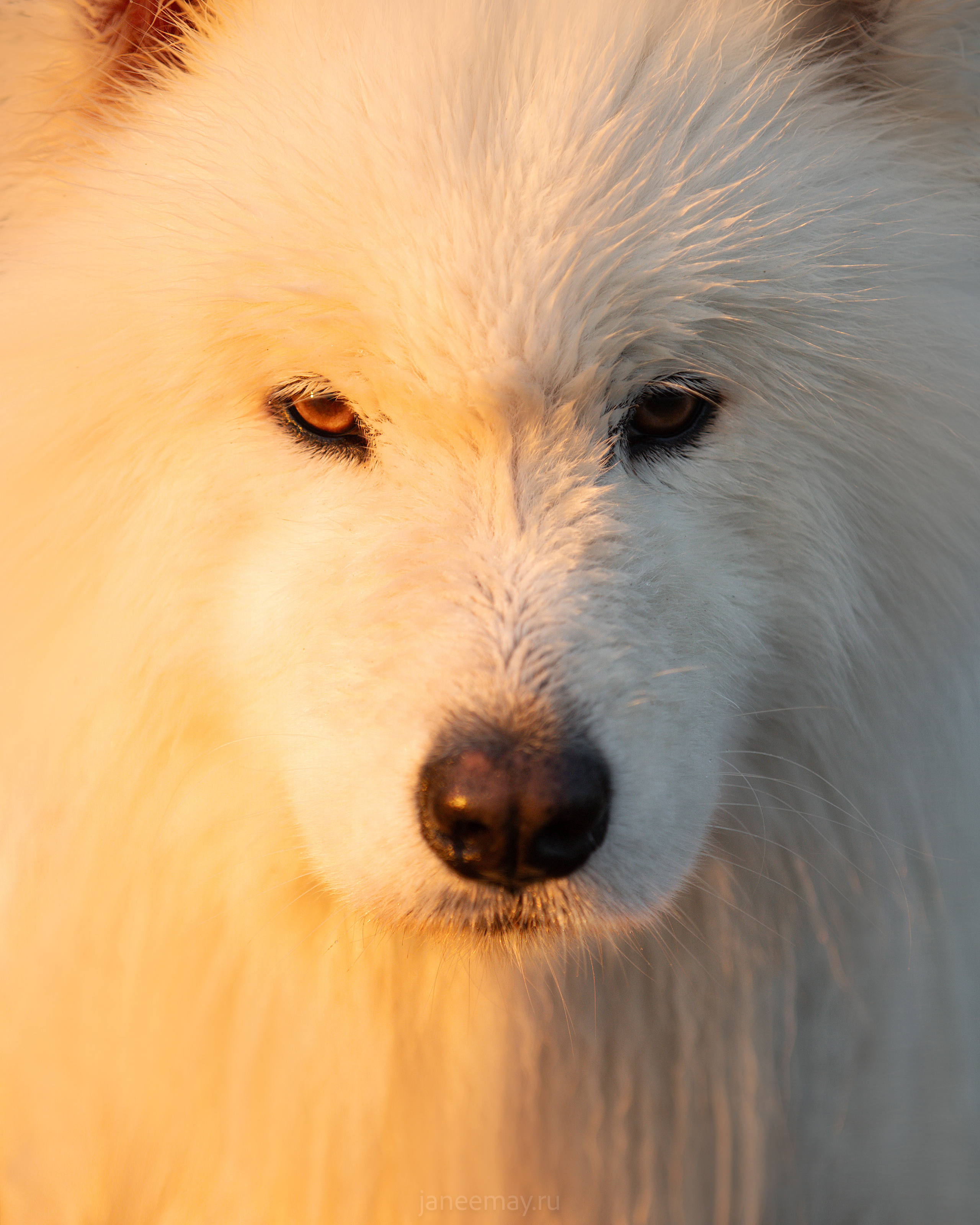 Фото собак, животных летом. Фотограф анималист в Москве Майорова Евгения