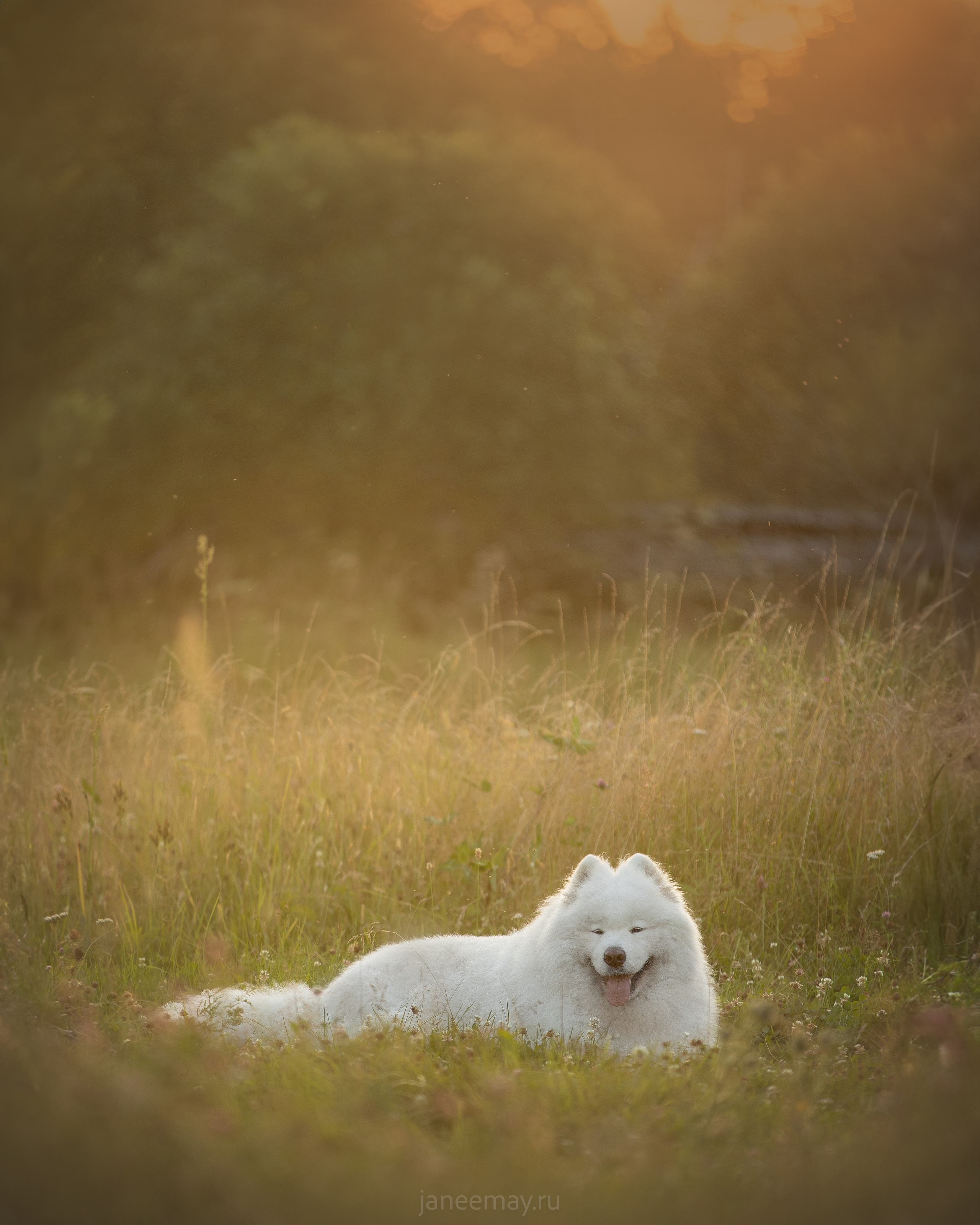 Фото собак, животных летом. Фотограф анималист в Москве Майорова Евгения