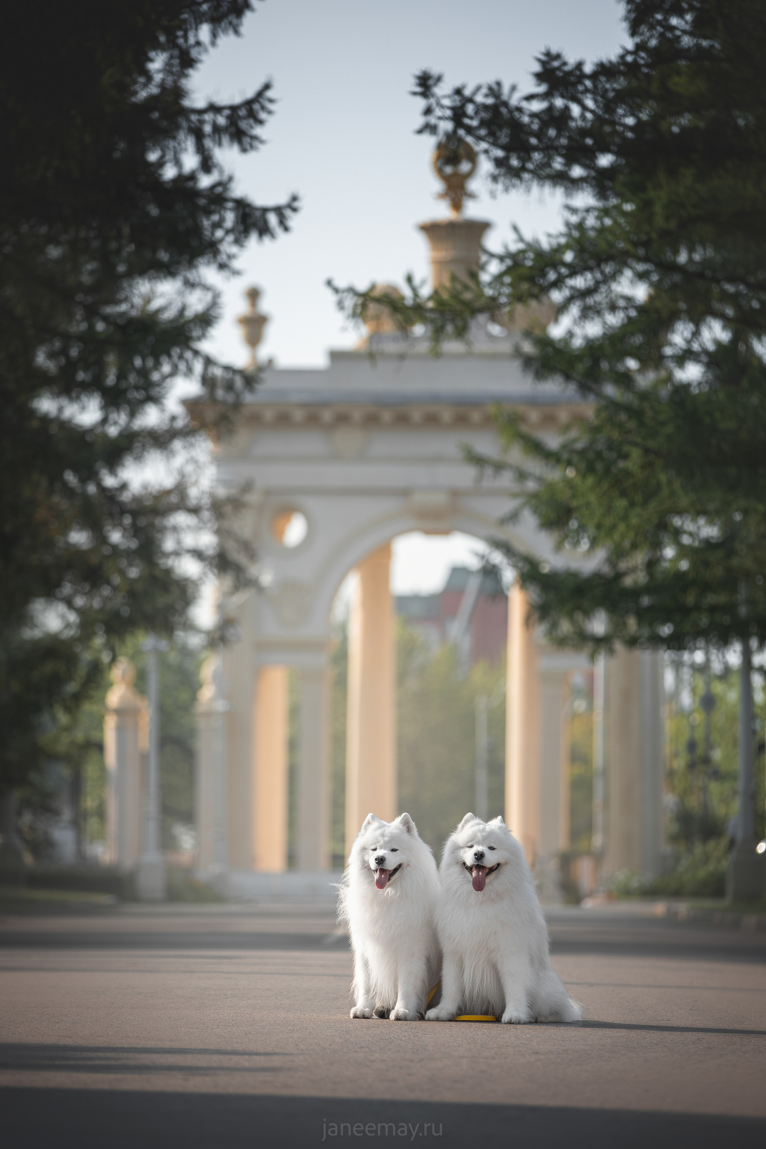 Дана, Никос, Теди и Люкс. Фотограф анималист в Москве Майорова Евгения