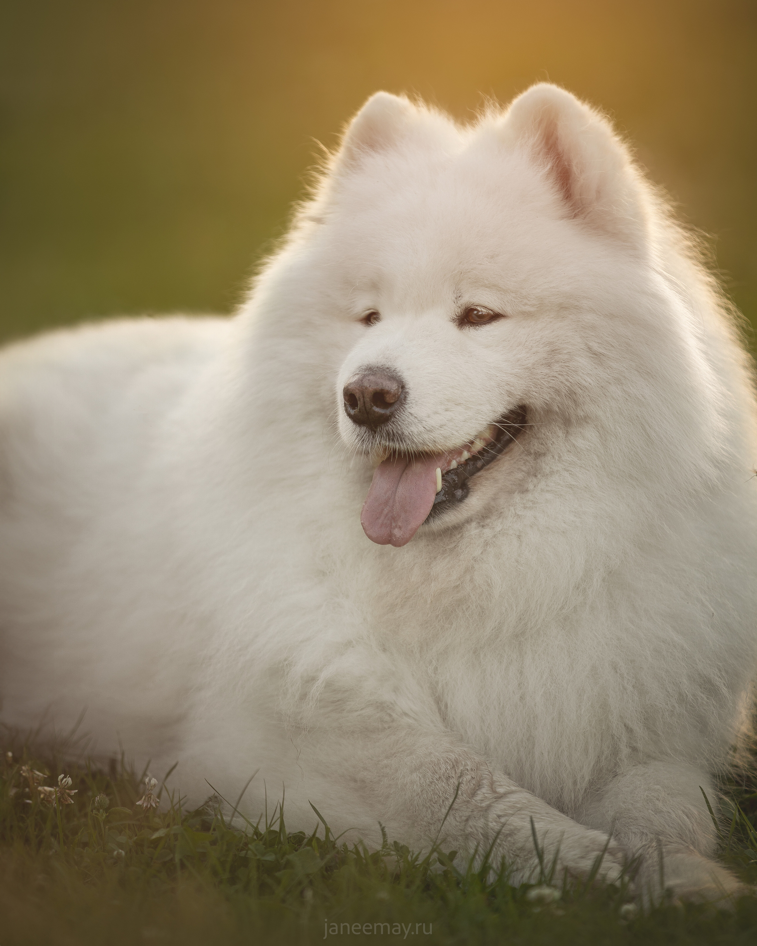 Фото собак, животных летом. Фотограф анималист в Москве Майорова Евгения