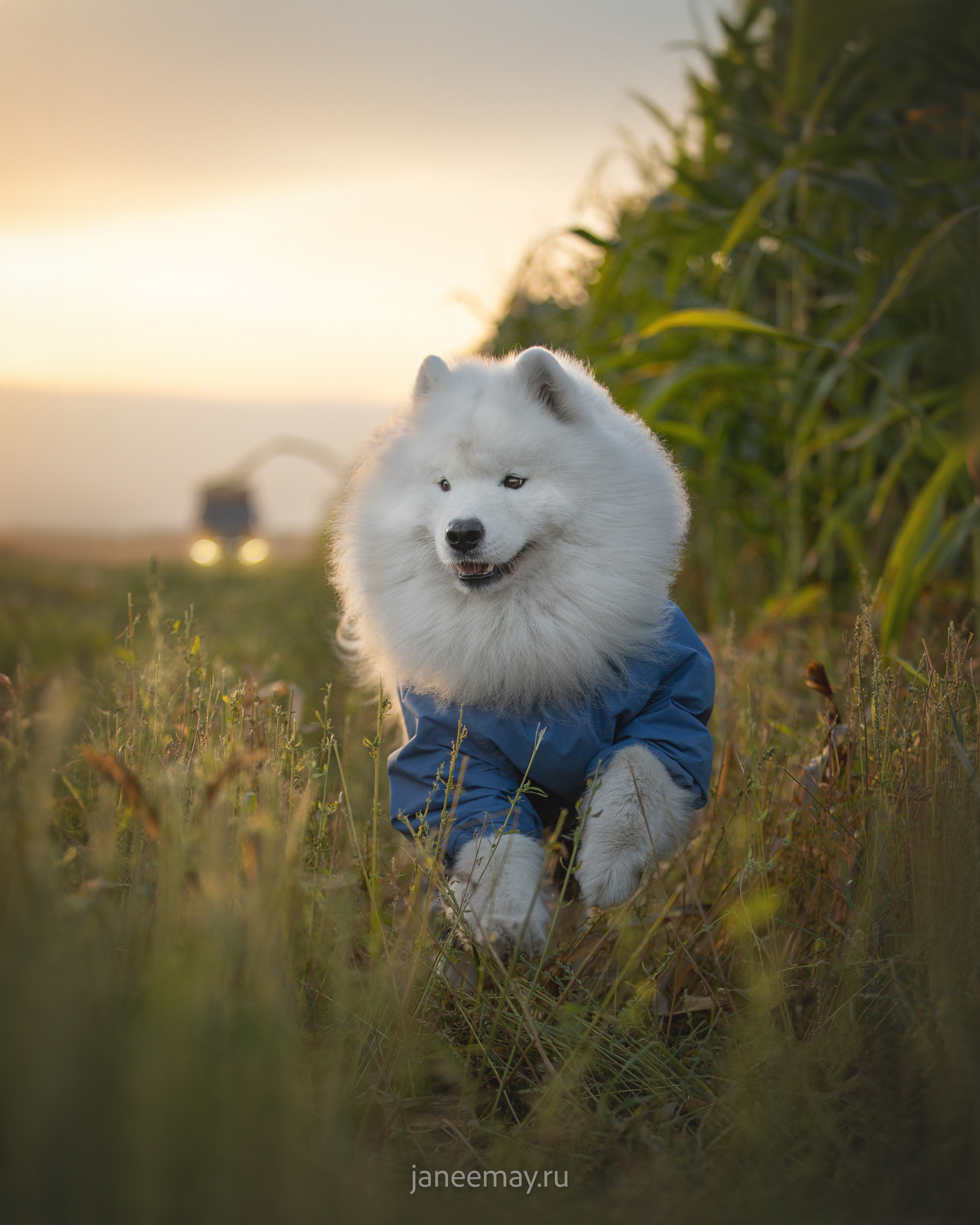 Фото собак, животных осенью. Фотограф анималист в Москве Майорова Евгения