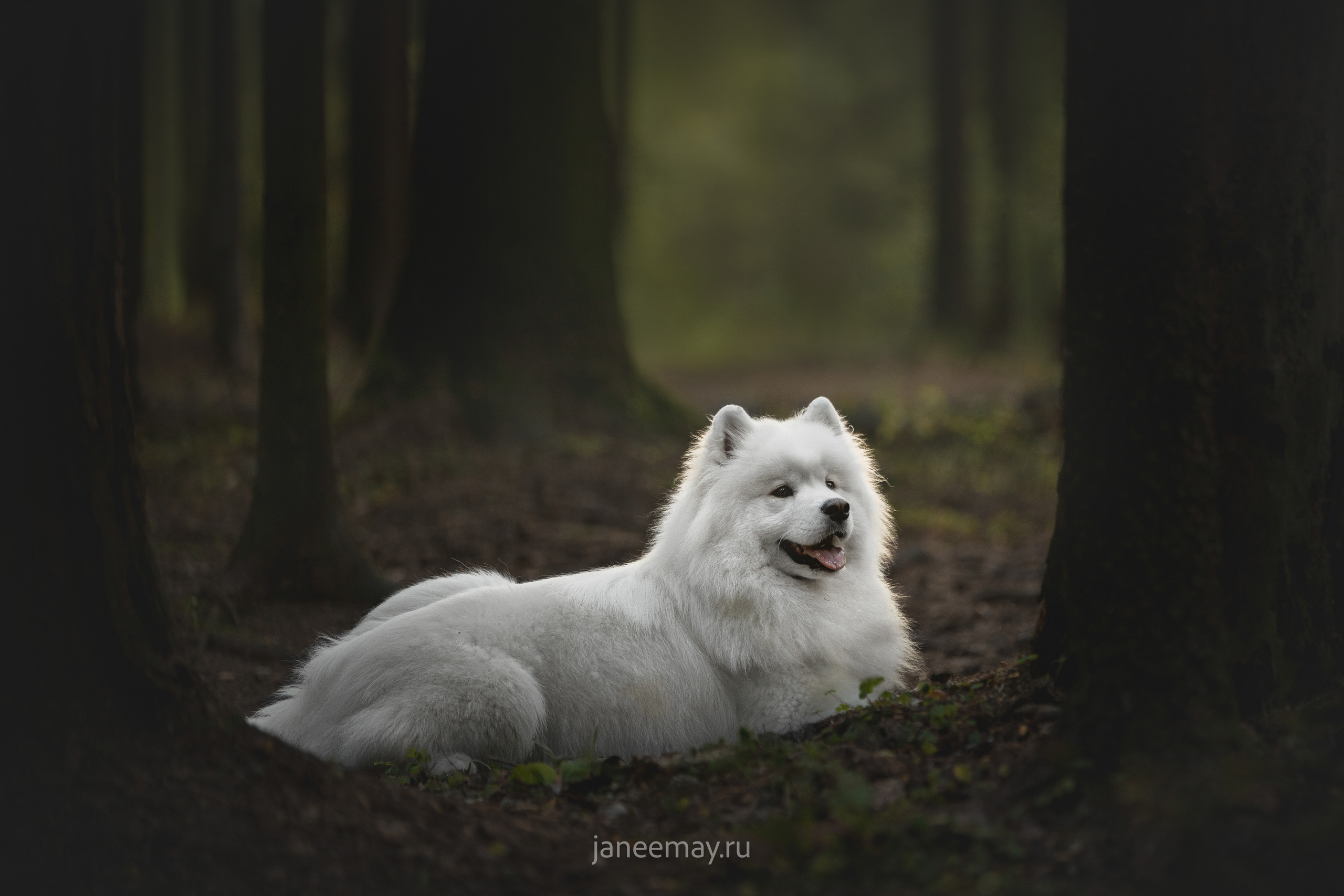 Фото собак, животных осенью. Фотограф анималист в Москве Майорова Евгения