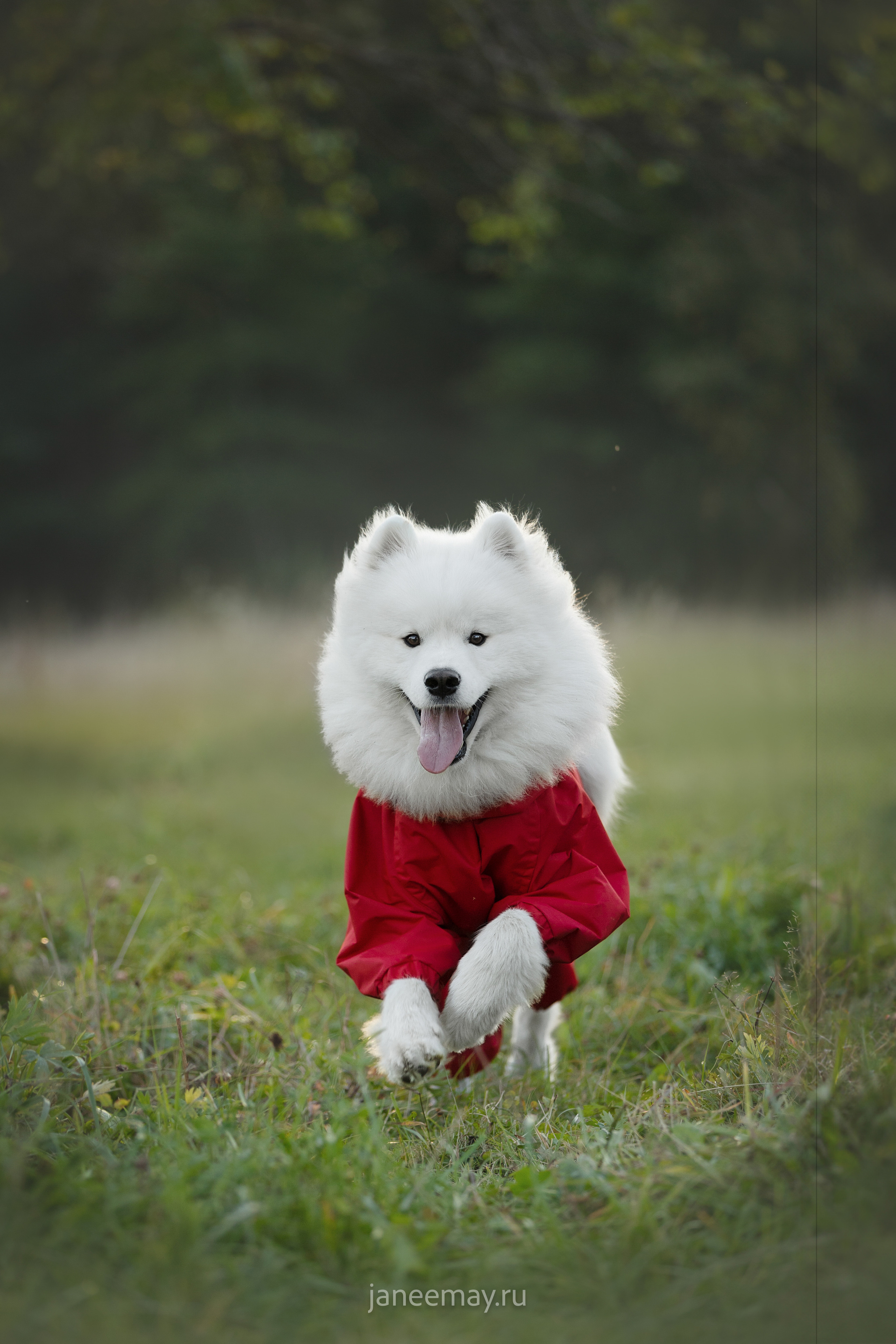 Фото собак, животных осенью. Фотограф анималист в Москве Майорова Евгения