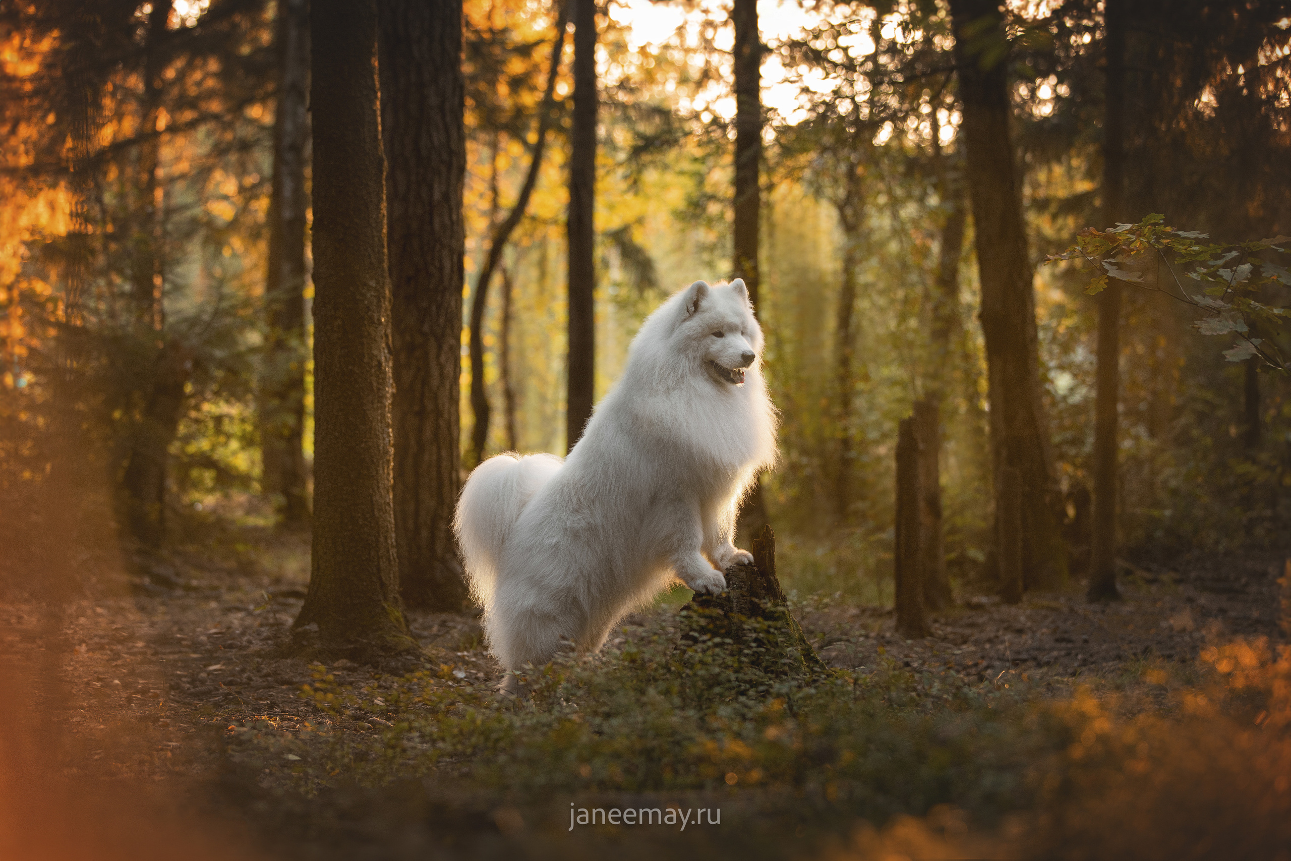 Фото собак, животных осенью. Фотограф анималист в Москве Майорова Евгения
