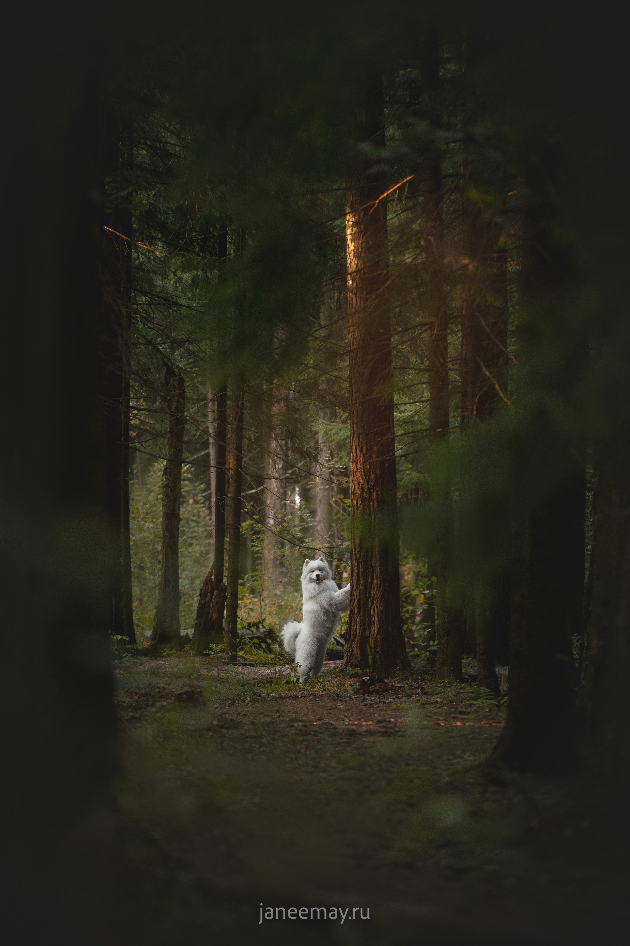 Фото собак, животных осенью. Фотограф анималист в Москве Майорова Евгения