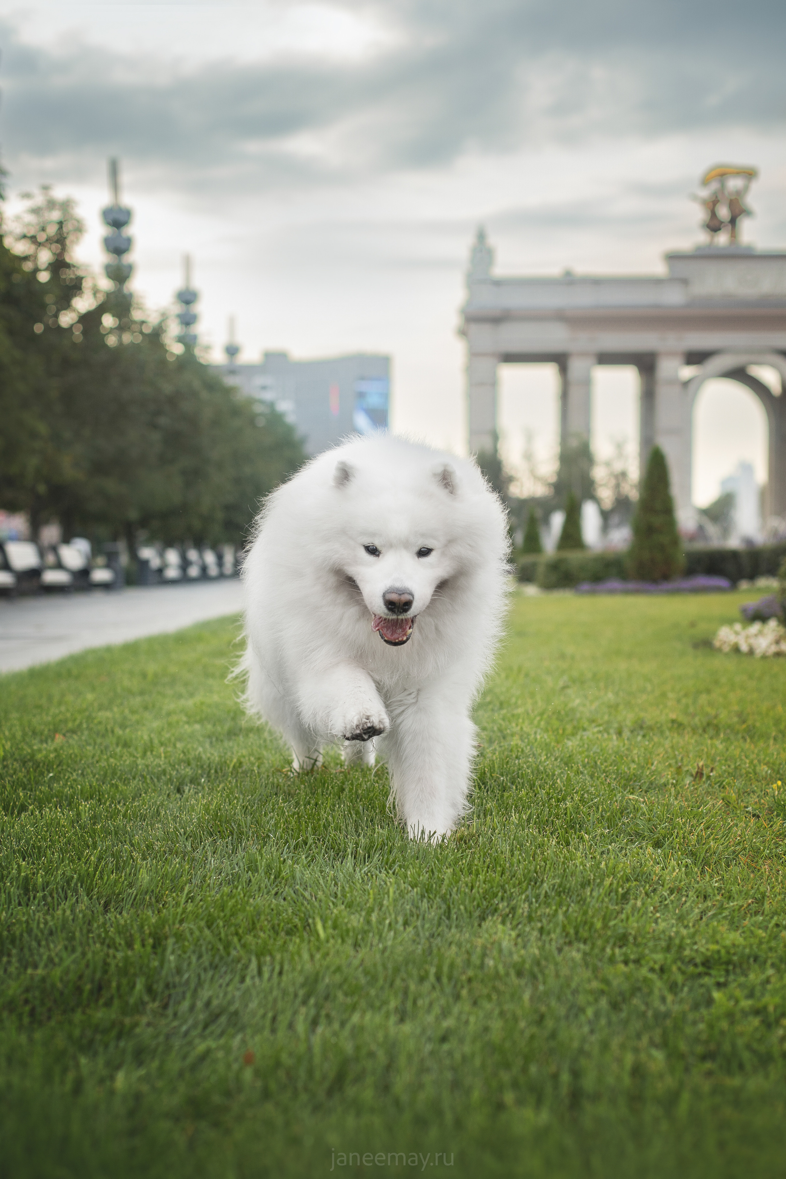 Дана, Никос, Теди и Люкс. Фотограф анималист в Москве Майорова Евгения