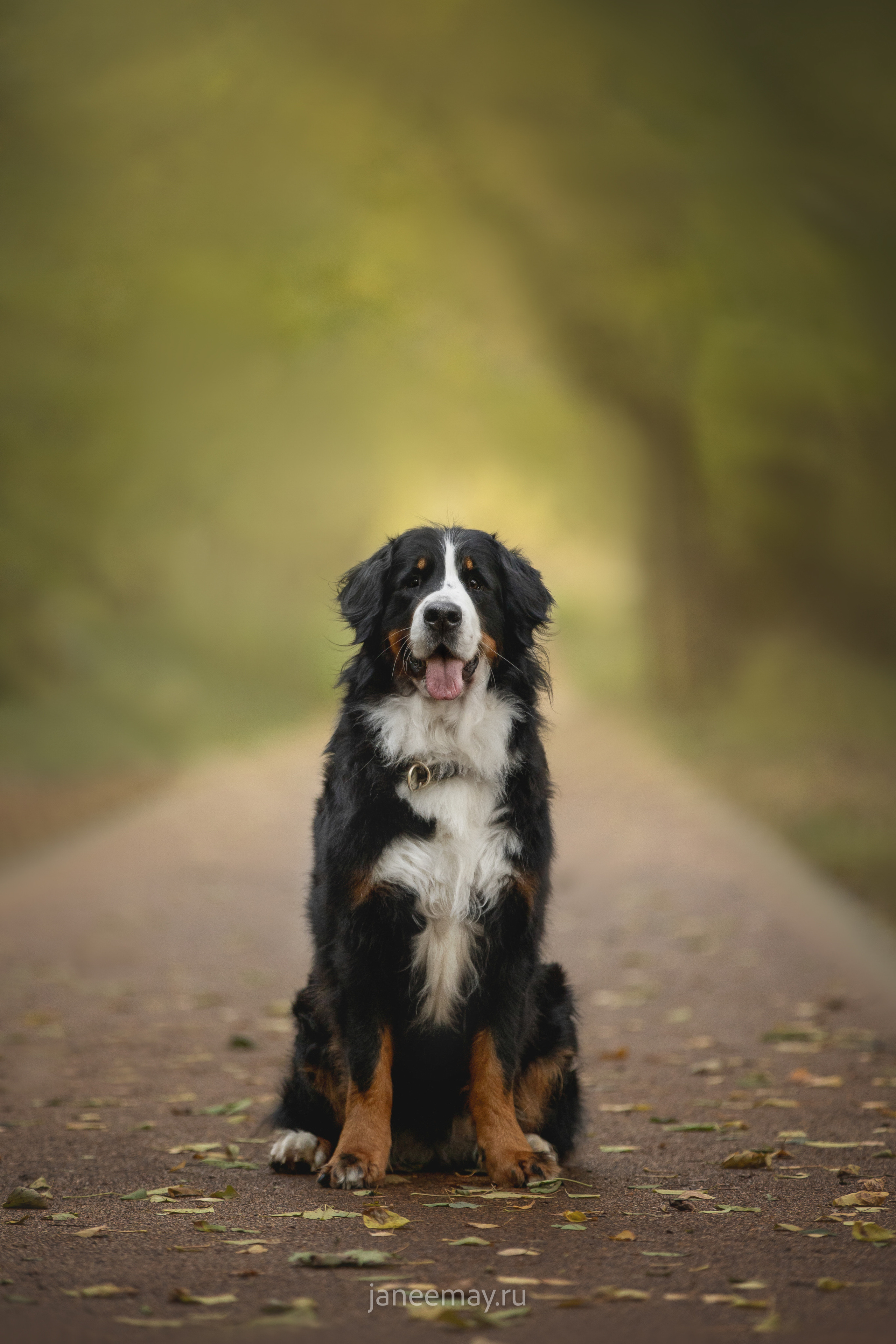 Ирина, Сергей и Твикси. Фотограф анималист в Москве Майорова Евгения