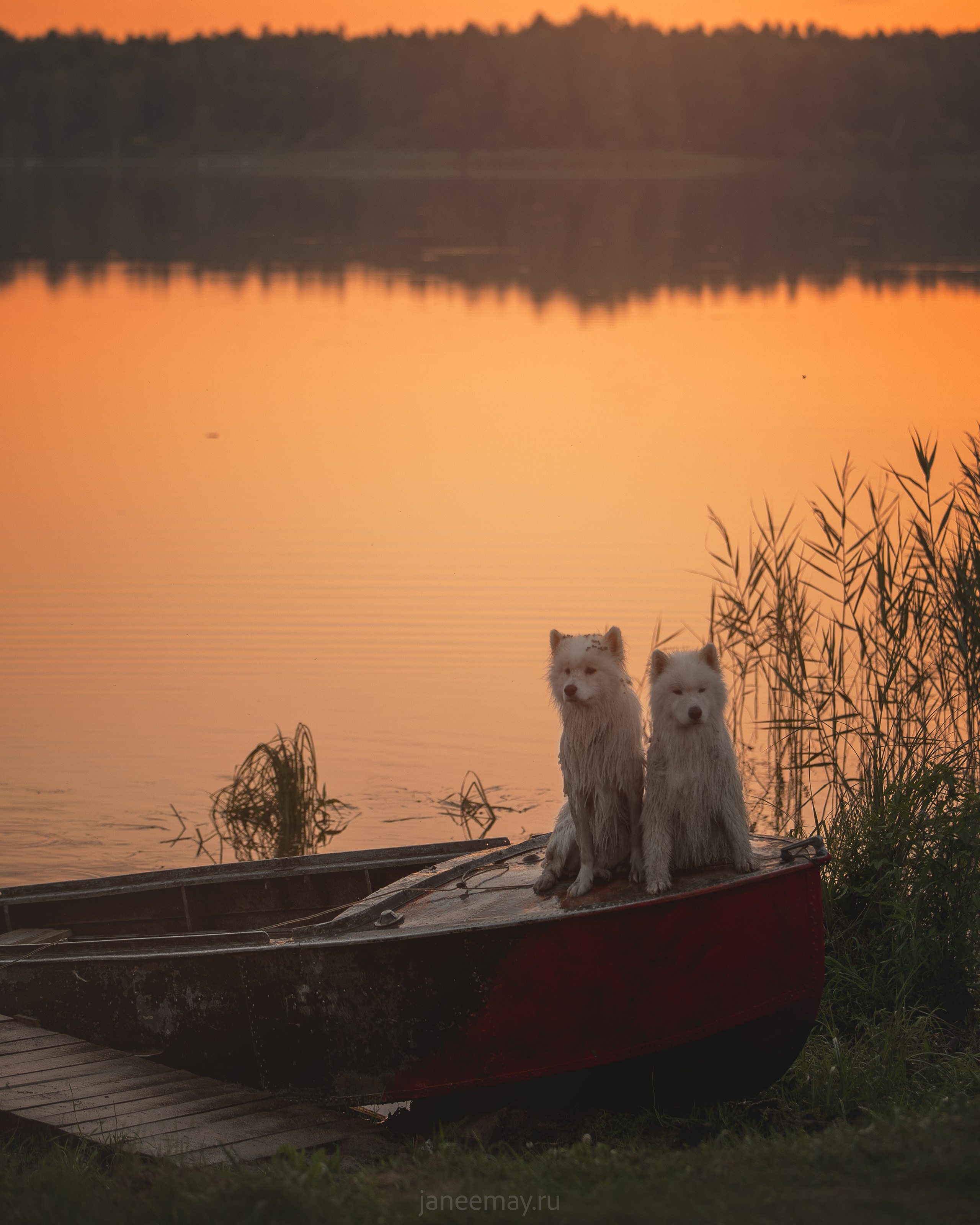 Фото собак, животных летом. Фотограф анималист в Москве Майорова Евгения
