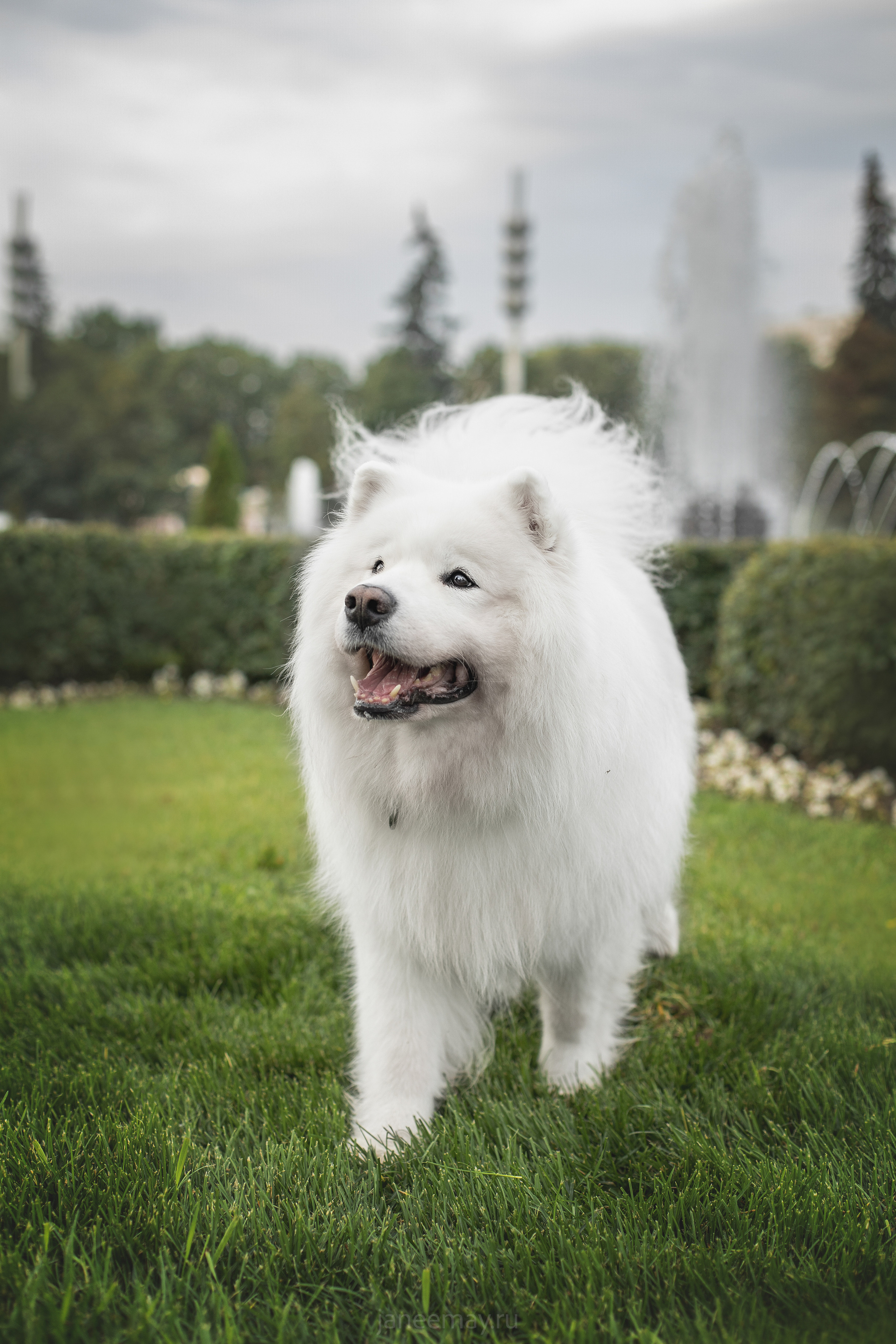 Дана, Никос, Теди и Люкс. Фотограф анималист в Москве Майорова Евгения