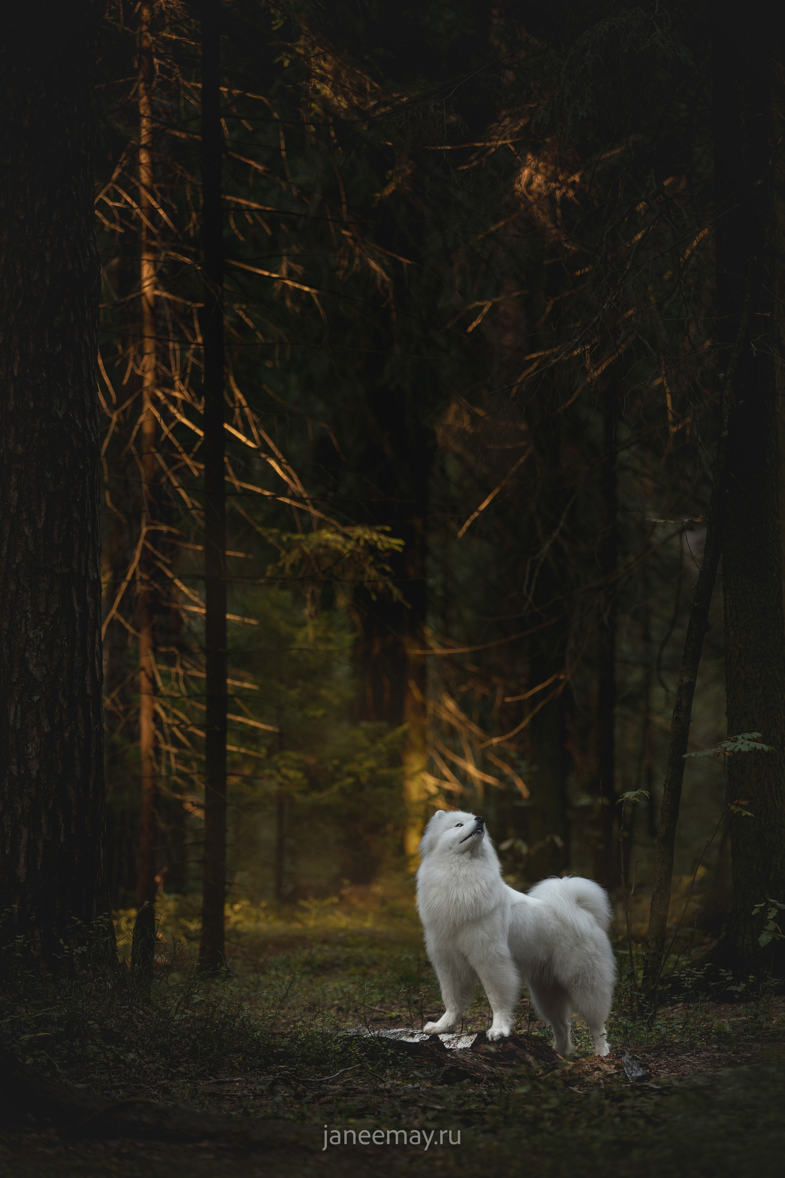 Фото собак, животных осенью. Фотограф анималист в Москве Майорова Евгения