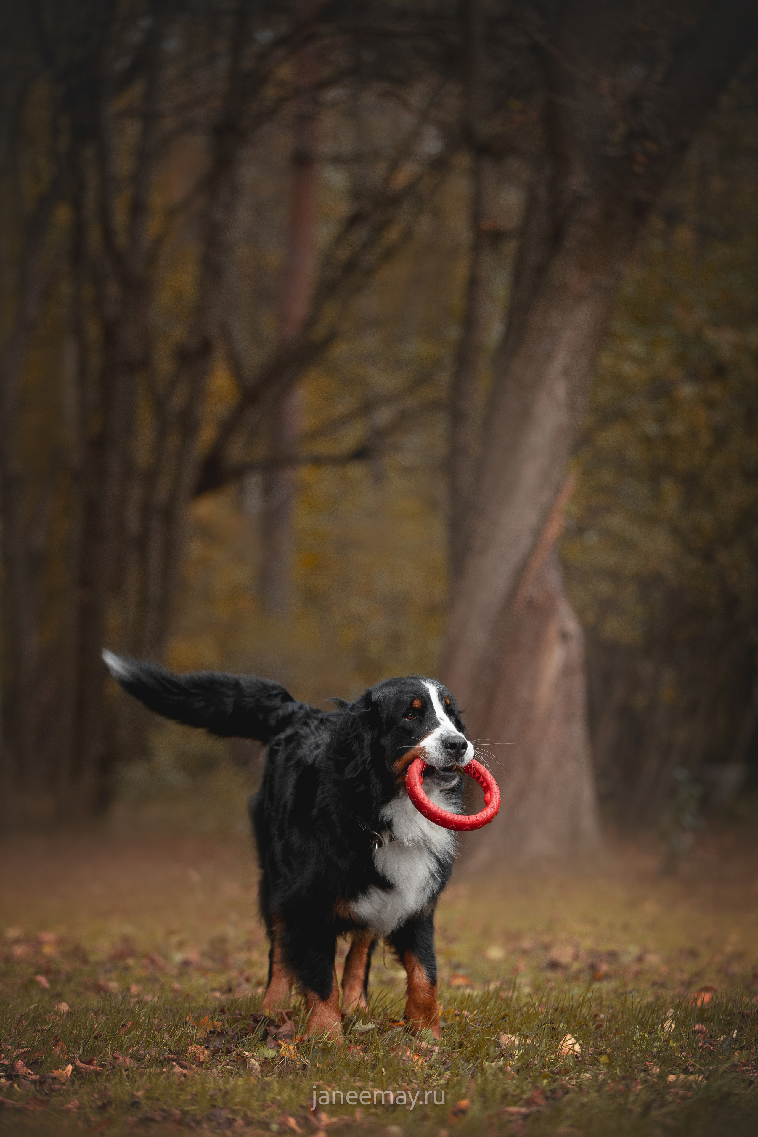 Ирина, Сергей и Твикси. Фотограф анималист в Москве Майорова Евгения