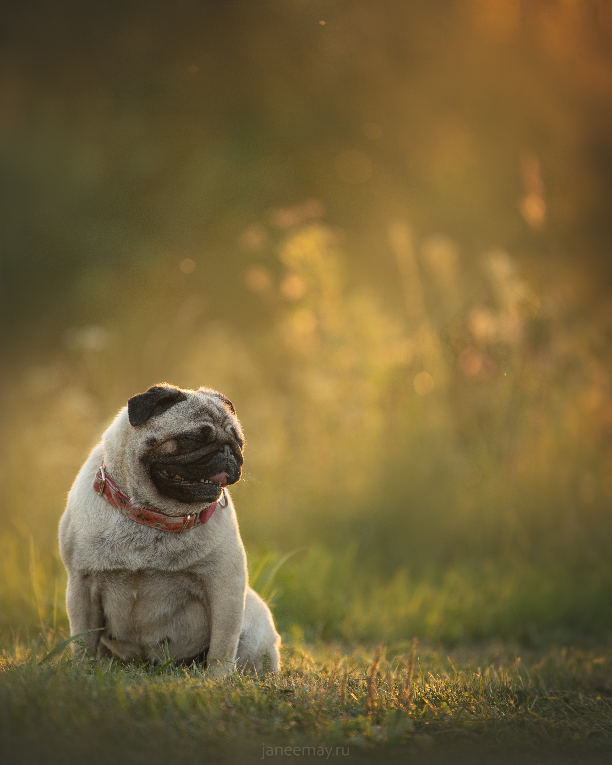 Фото собак, животных летом. Фотограф анималист в Москве Майорова Евгения