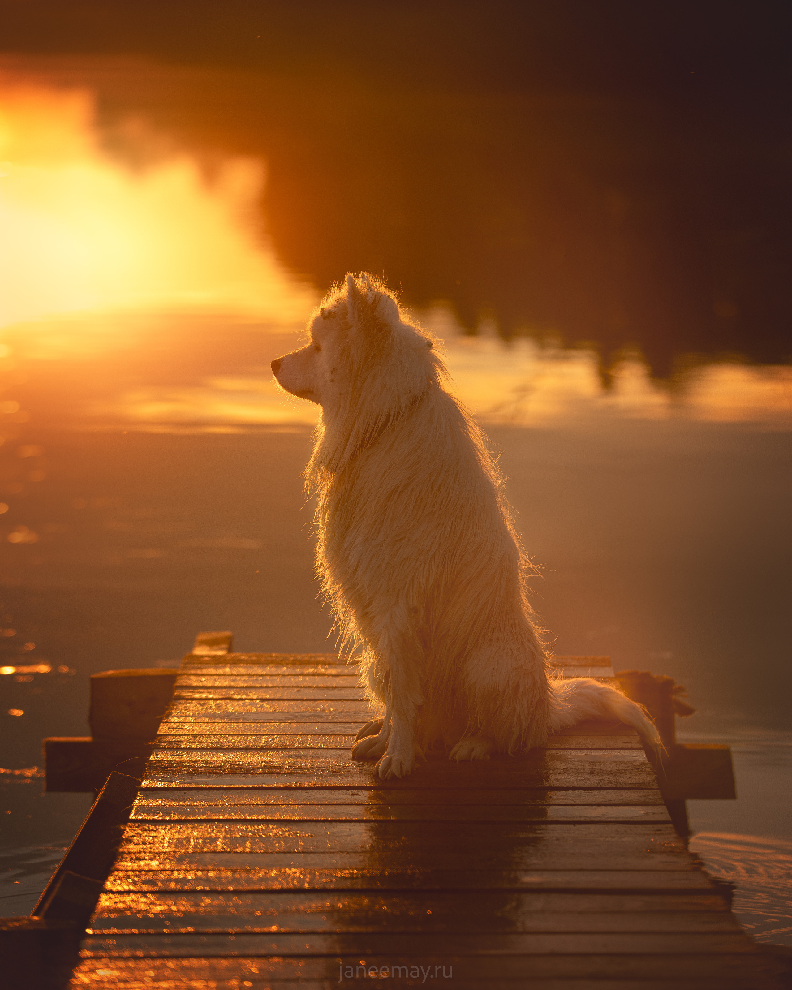 Фото собак, животных летом. Фотограф анималист в Москве Майорова Евгения