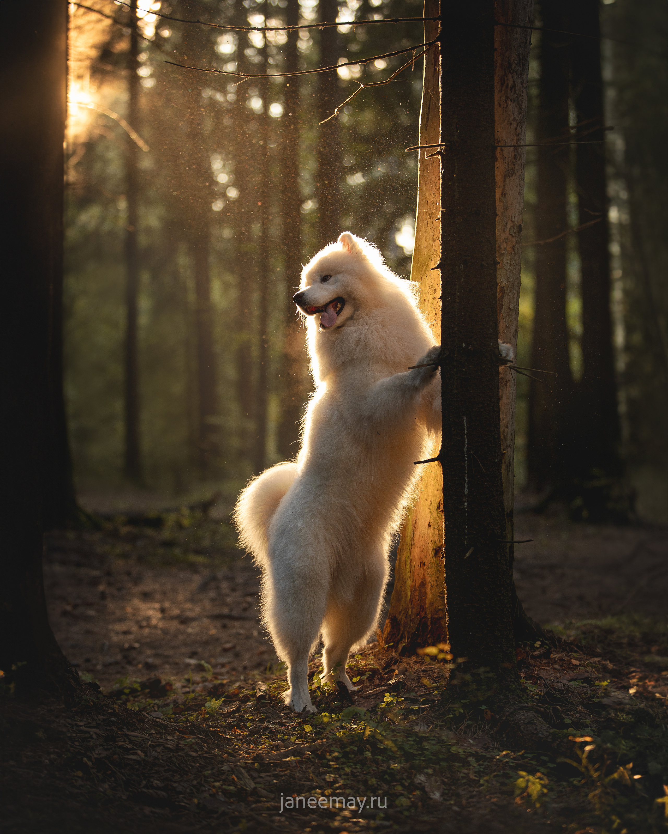 Фото собак, животных осенью. Фотограф анималист в Москве Майорова Евгения