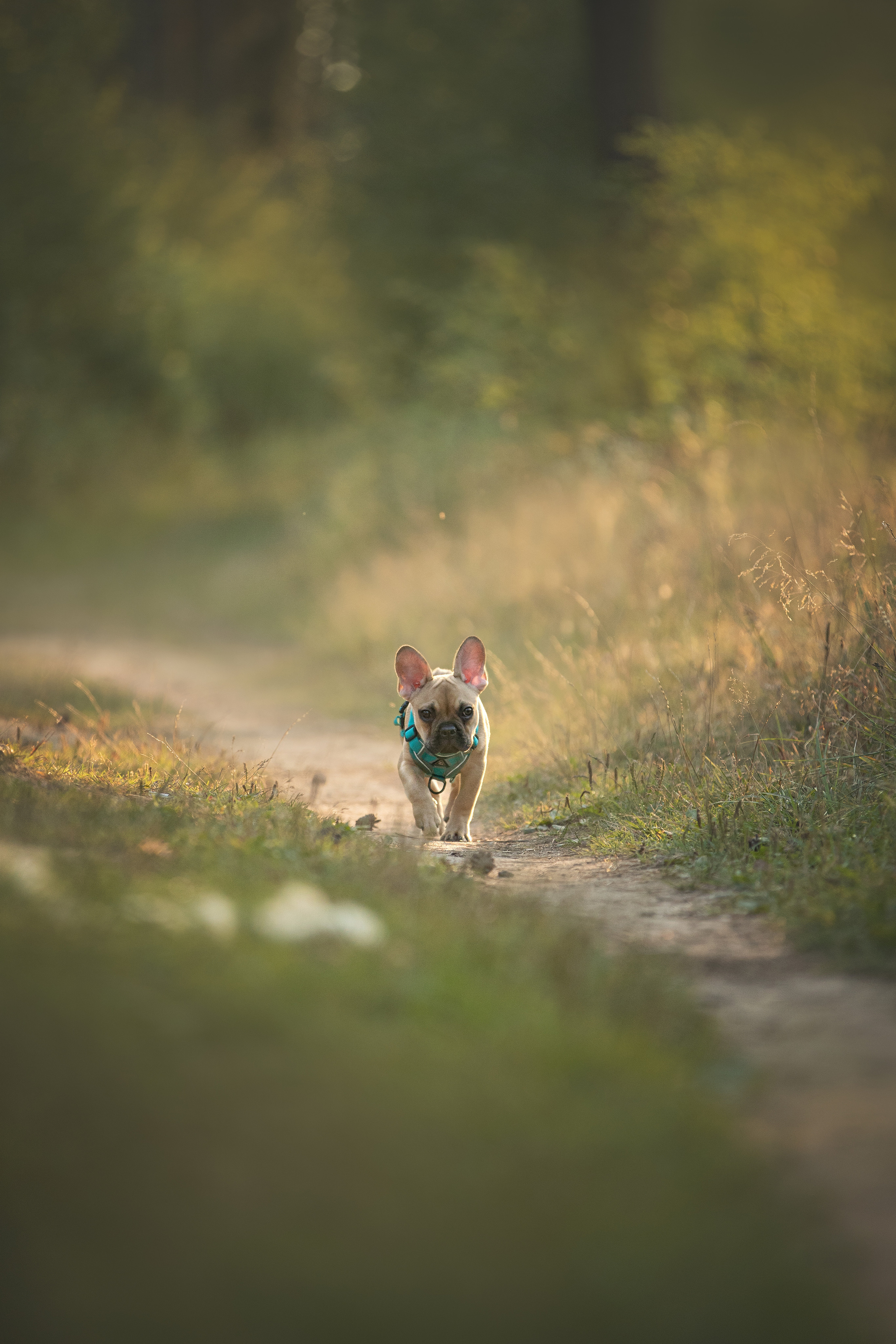 Валерия и Финик. Фотограф анималист в Москве Майорова Евгения