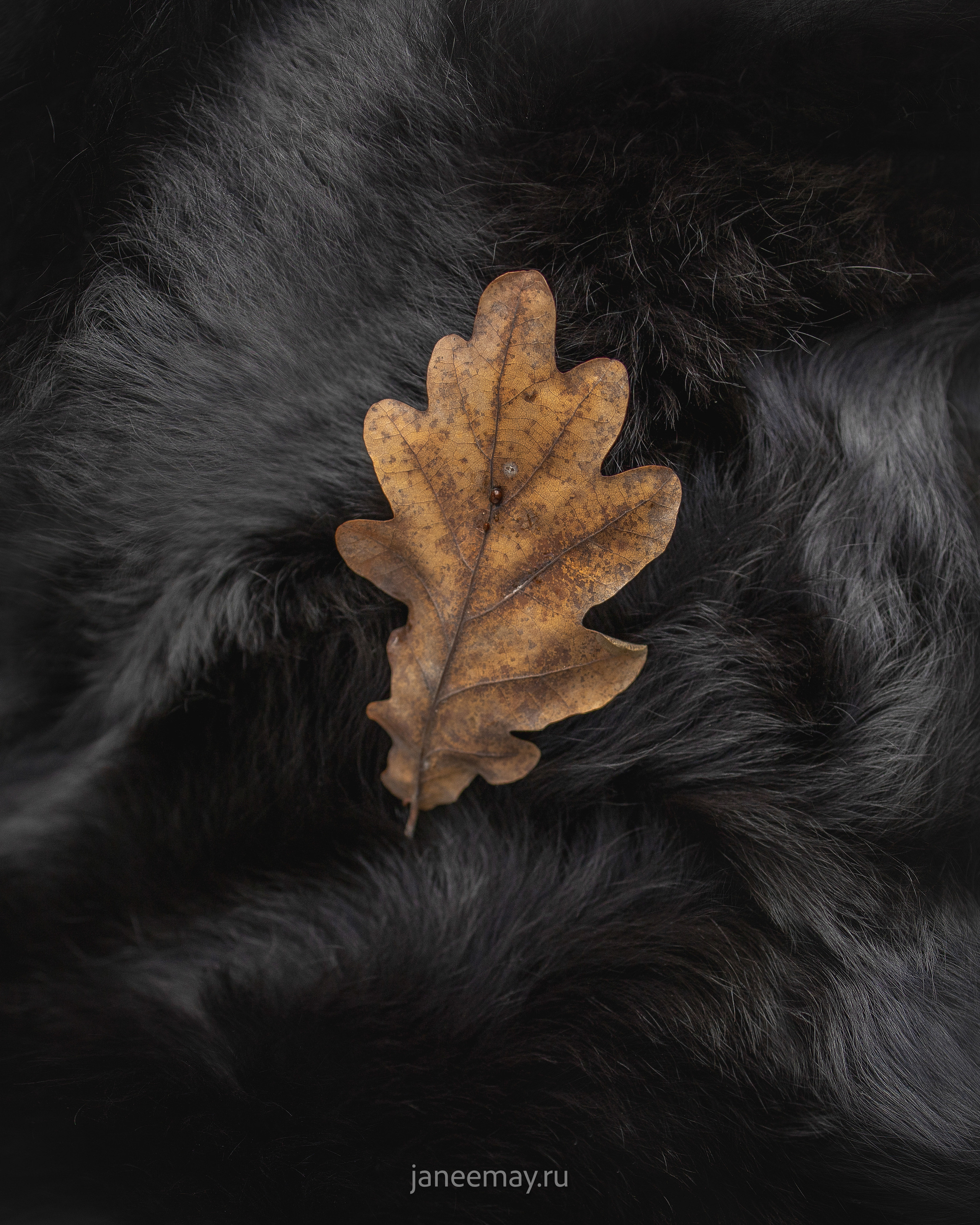 Ирина, Сергей и Твикси. Фотограф анималист в Москве Майорова Евгения