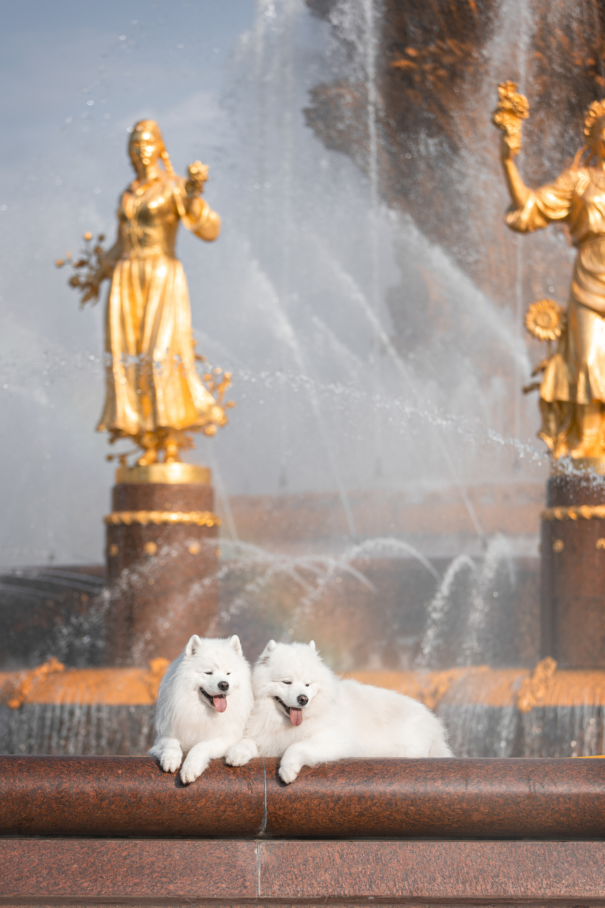 Дана, Никос, Теди и Люкс. Фотограф анималист в Москве Майорова Евгения